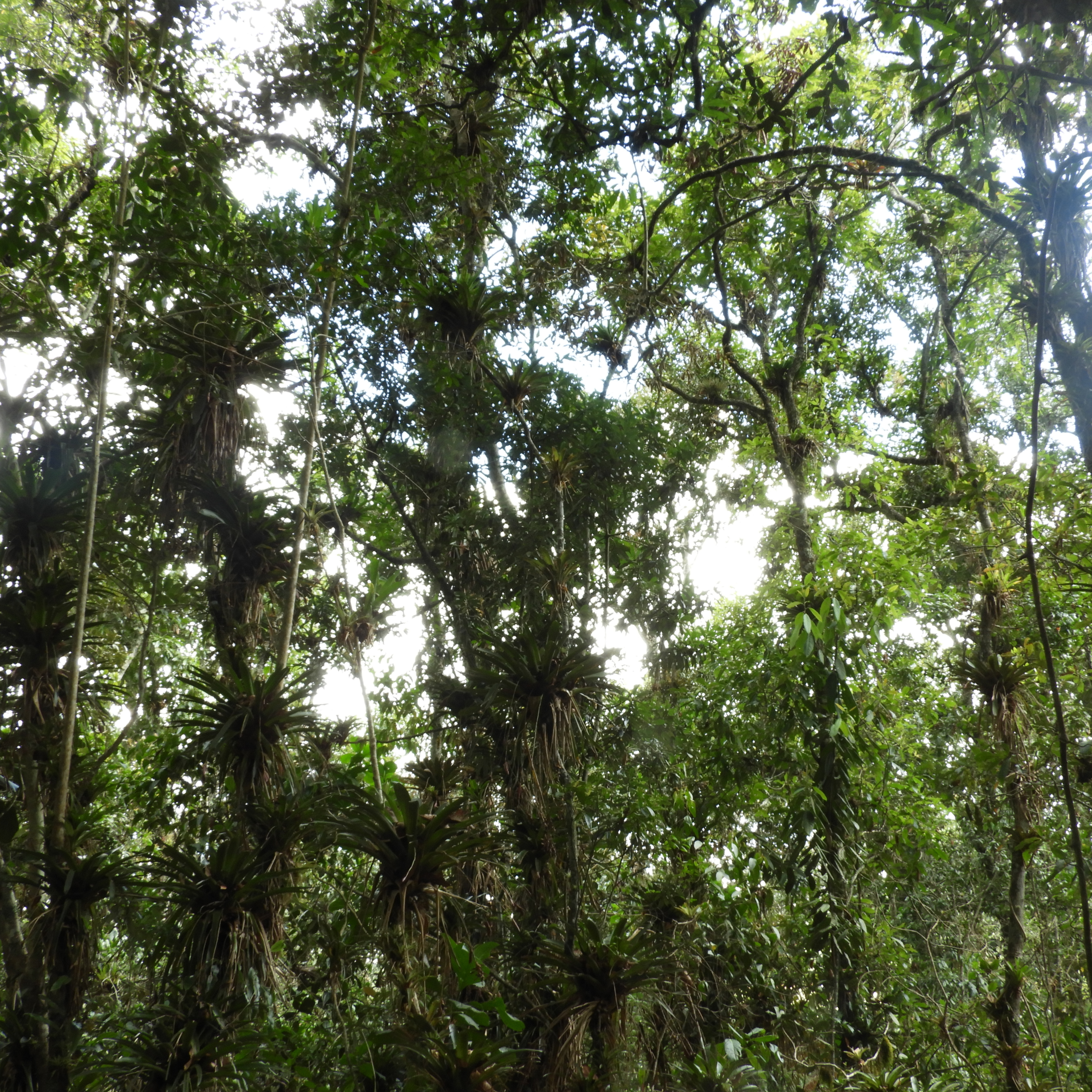 Escritos con sabor a bosque y selva