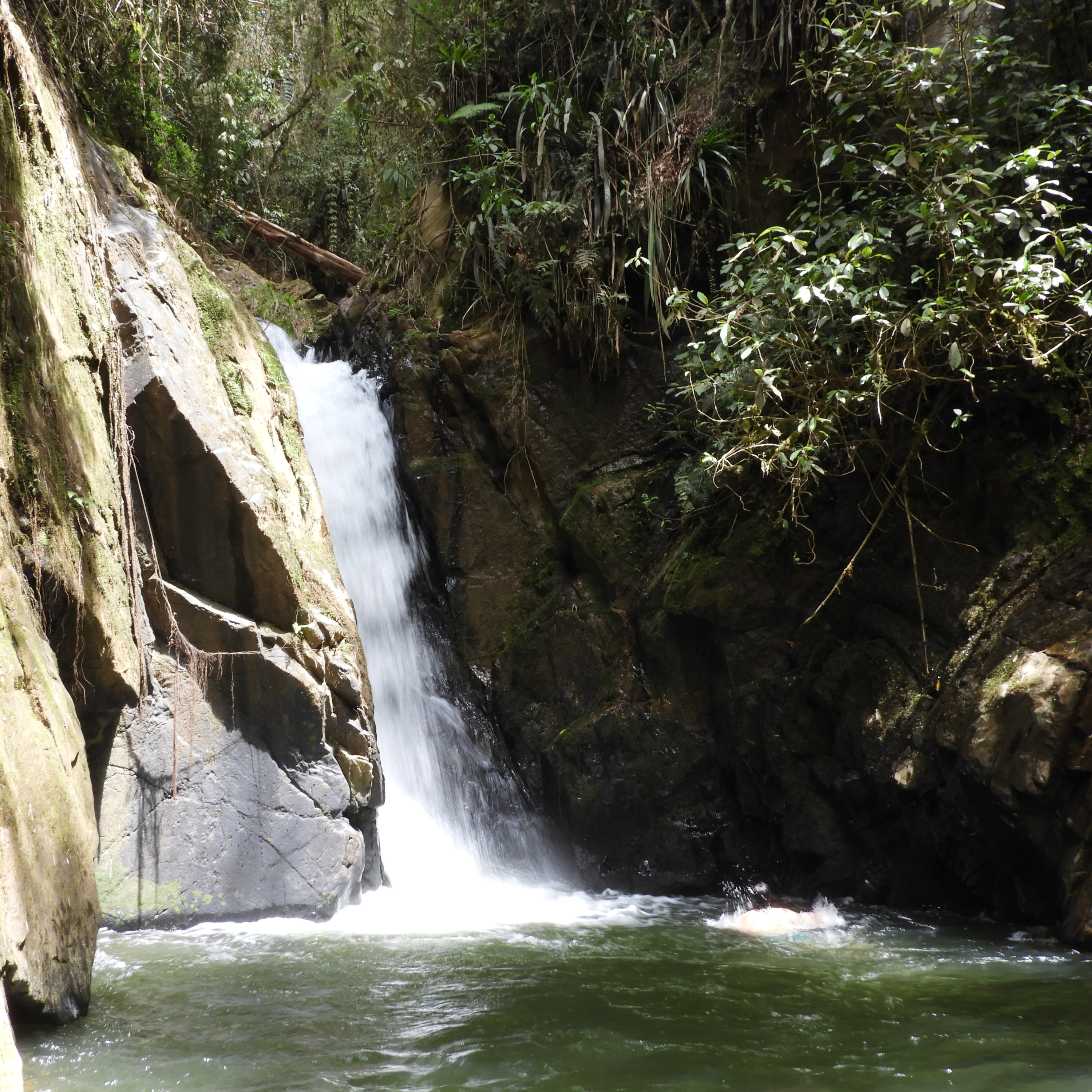 Escritos con sabor a bosque y selva
