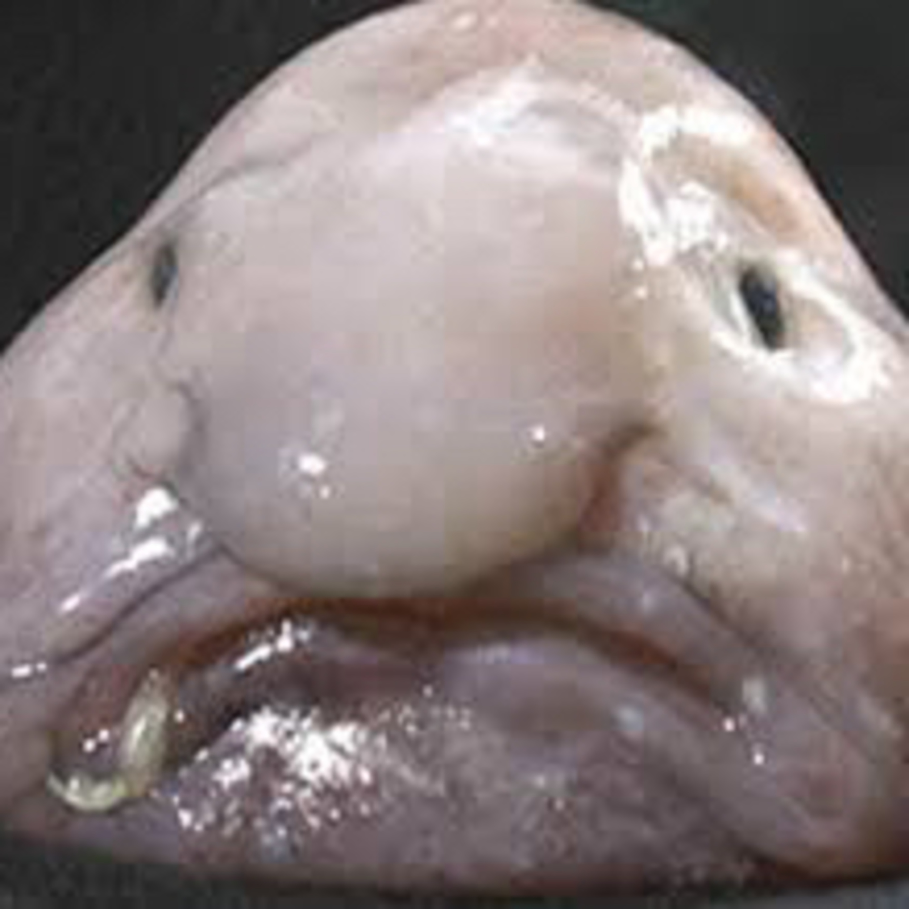 Football and dinosaurs