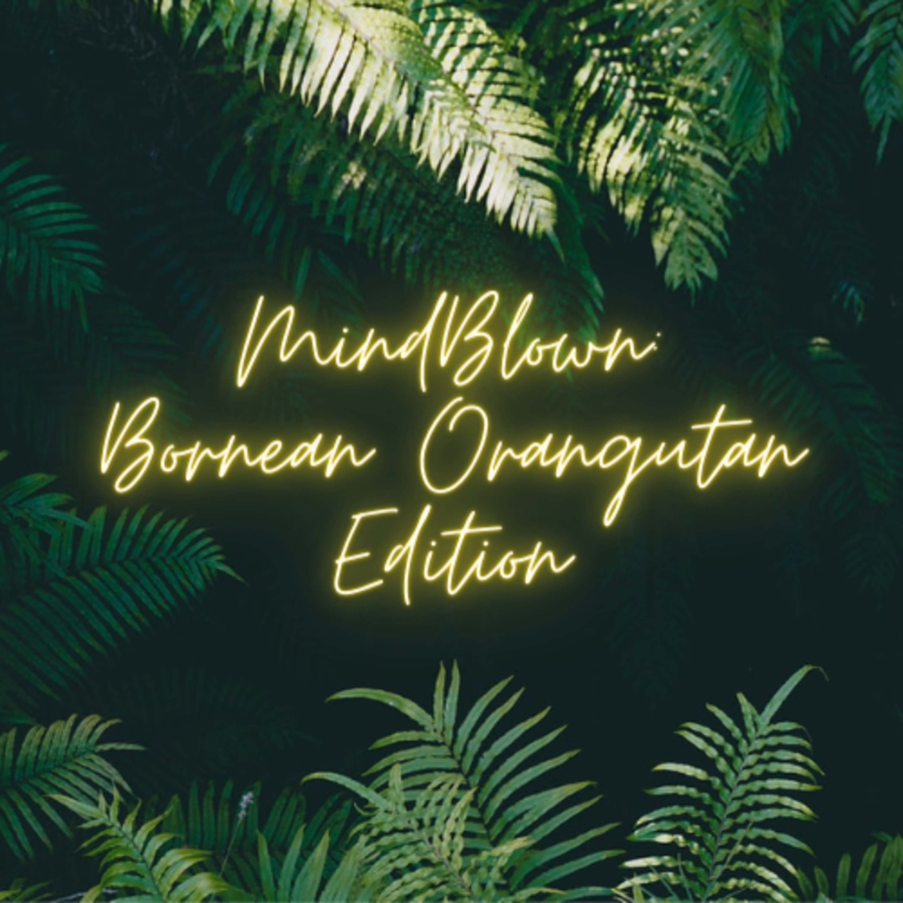 MindBlown: Bornean Orangutan Edition!