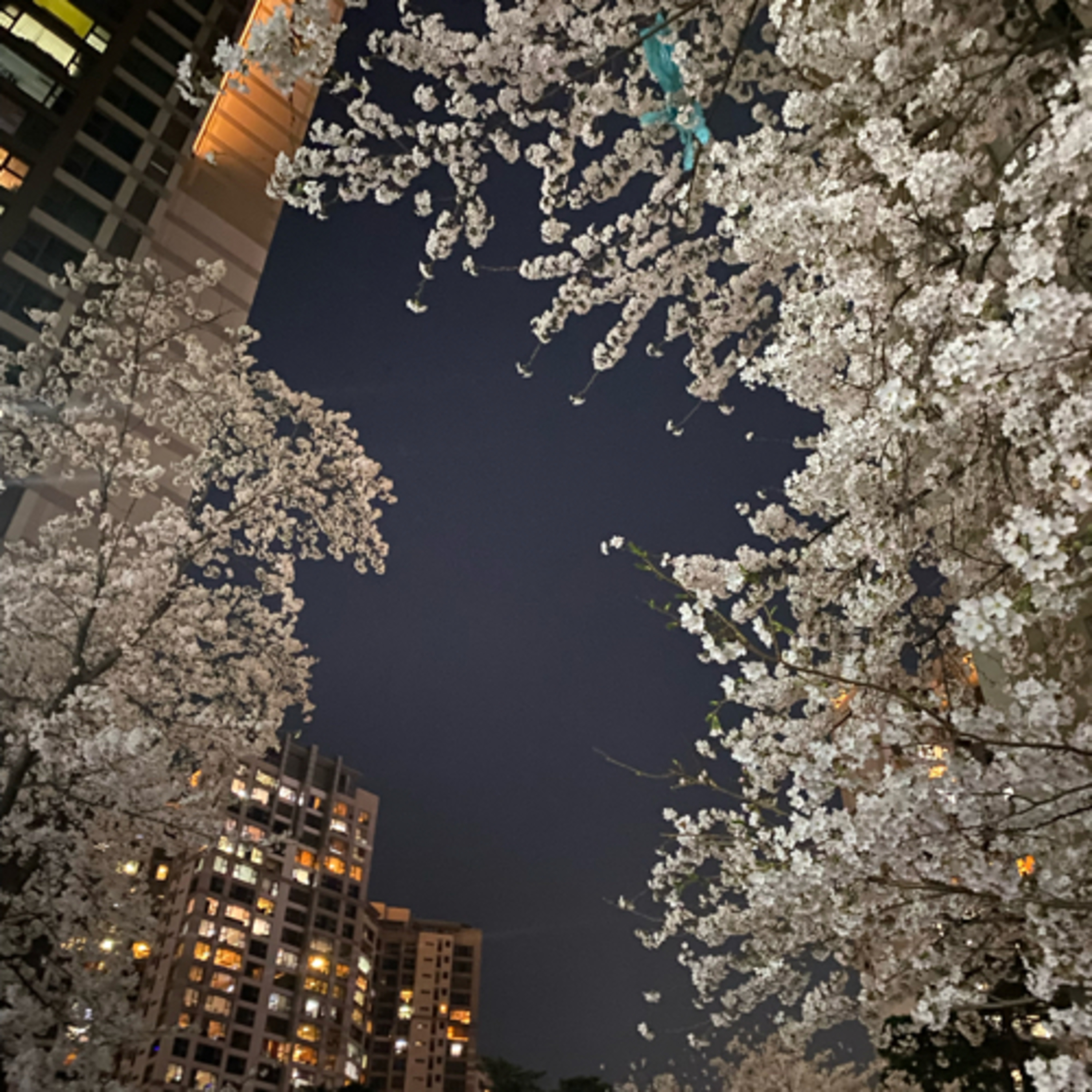norakorea 大人の韓国_韓国からのひとりごと
