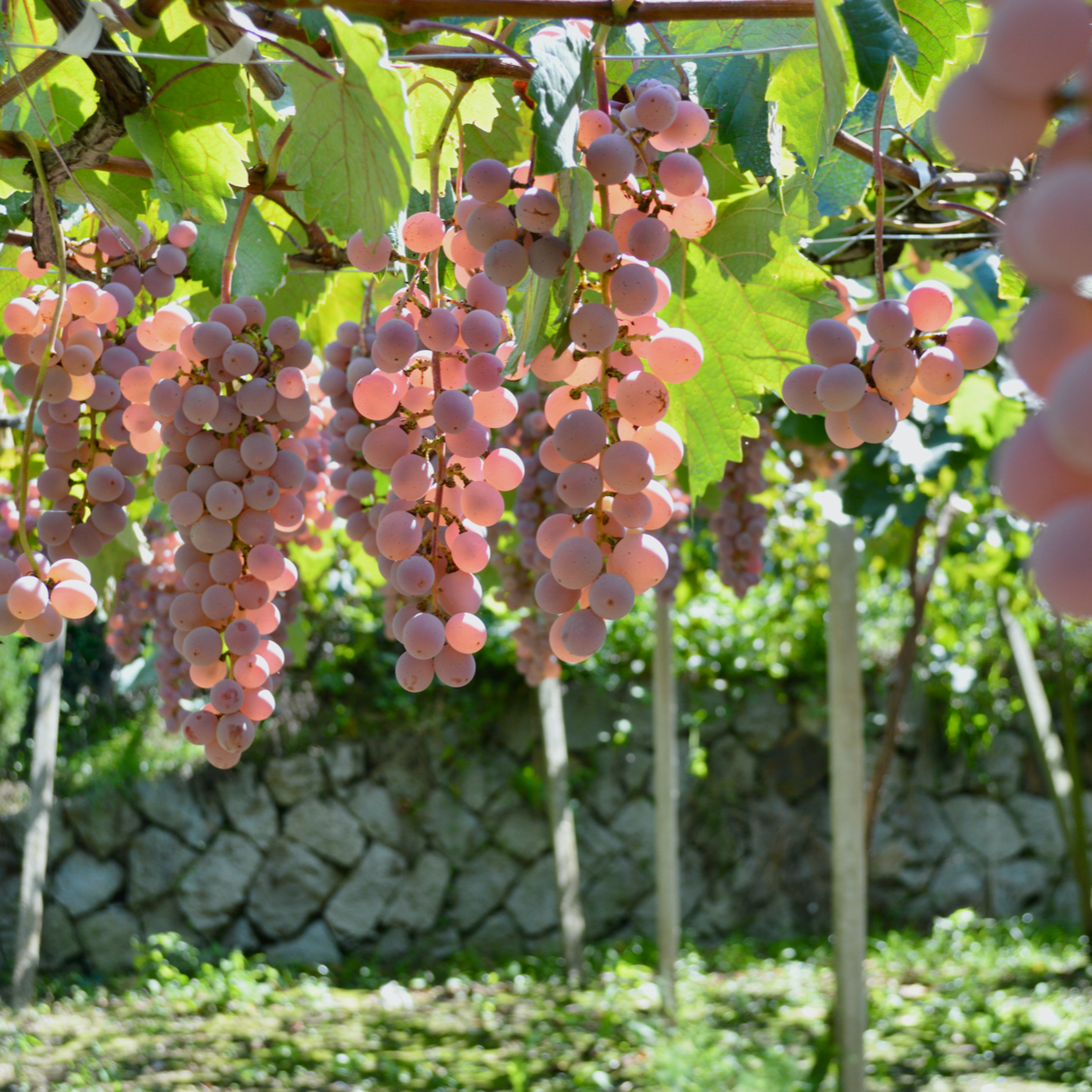 Episode 5: Pergola Trellises vs. Vertical Shoot Positioning (VSP) | Japanese Wine episode artwork