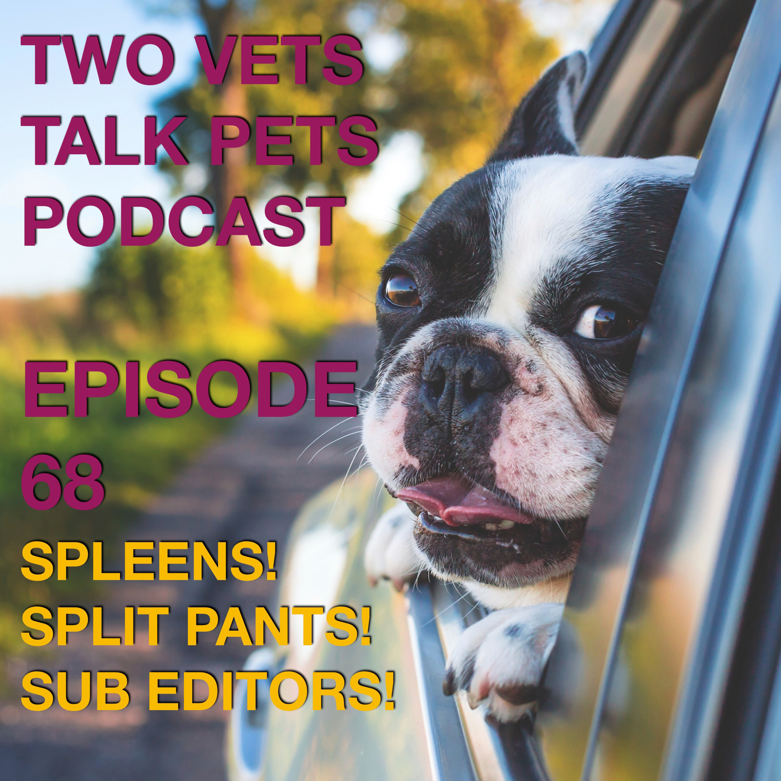 #68 What does a spleen do? Celebrity Journalist Dr Robbie & Why Vets Keep Spare Pants at Work