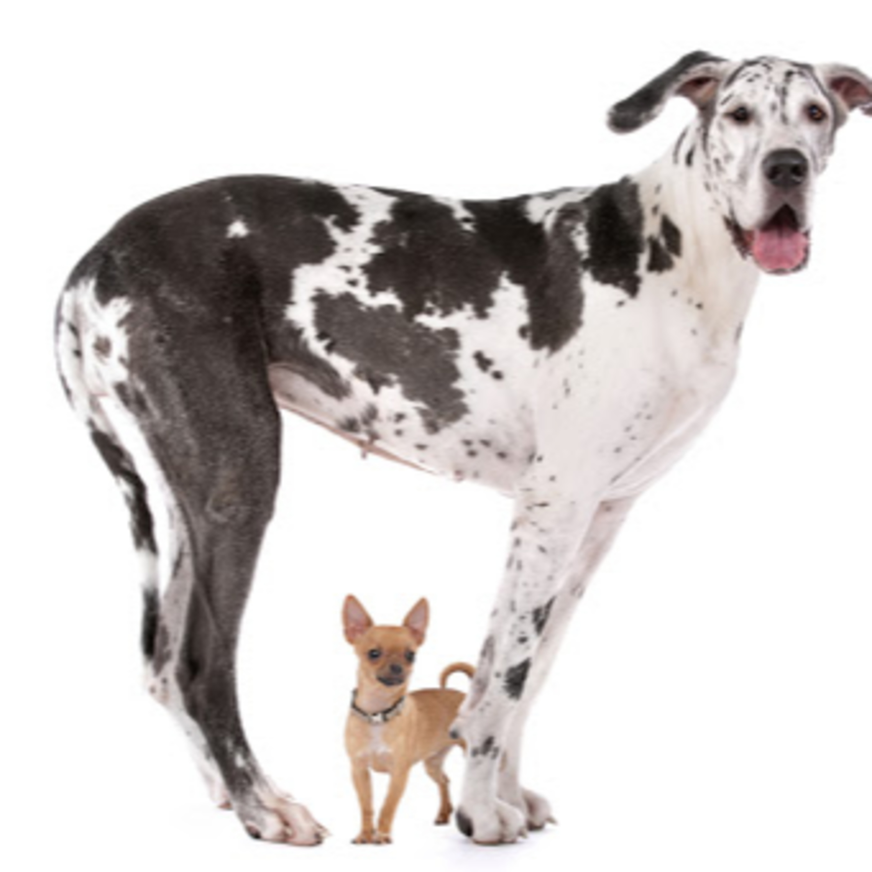 #109 Listener Questions, Why Do Small Dogs Live Longer?, Vet Tech Advice & Shouting Cats. episode artwork