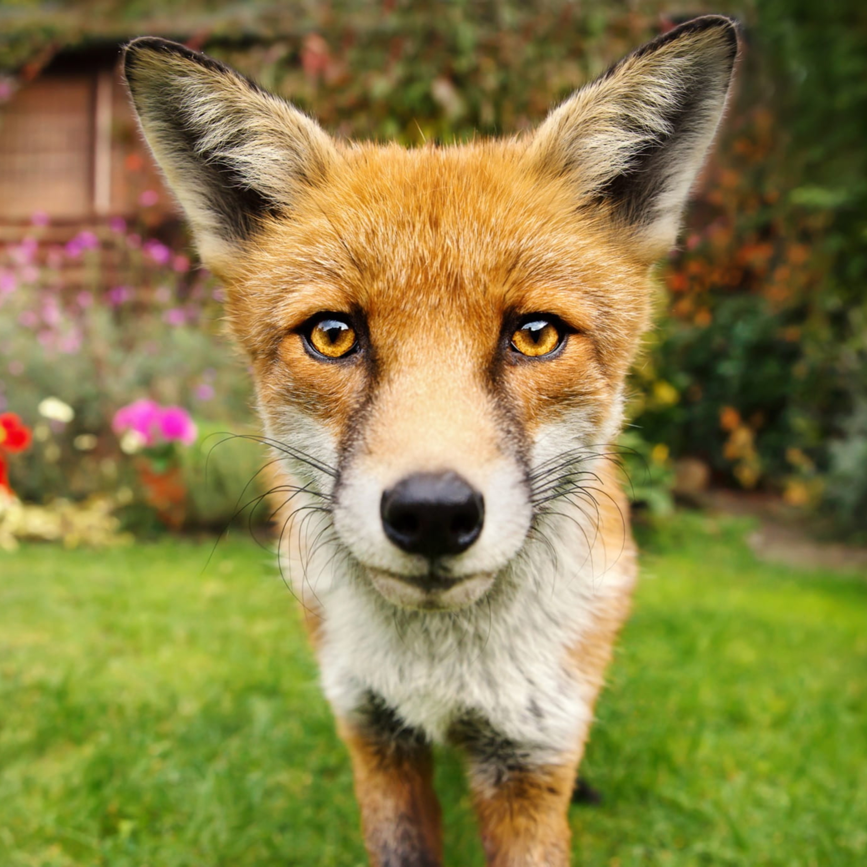 #115 Helping your pet when you go back to work after lockdown, Bad reviews, Urban Foxes & Puppy Heart Murmurs