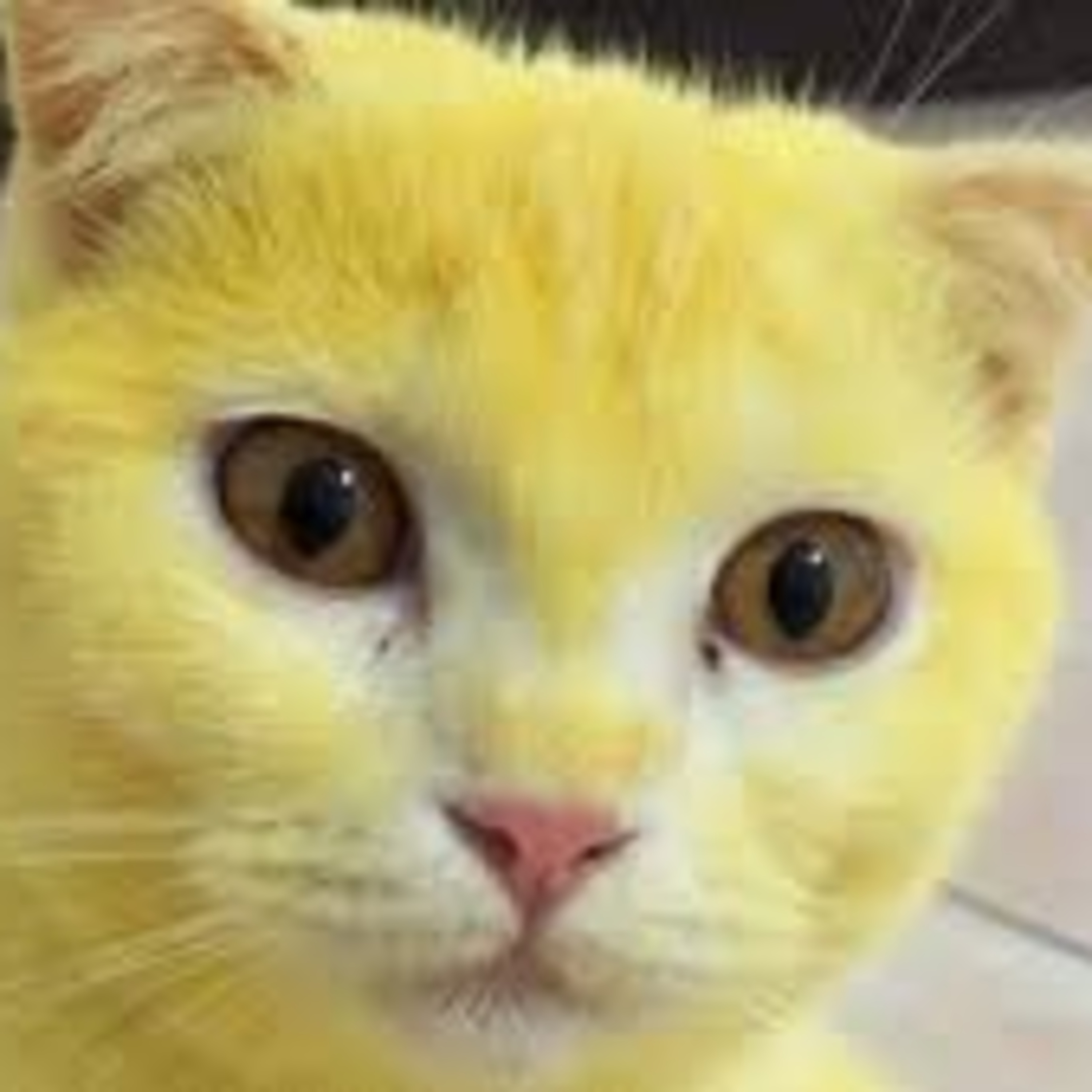 #125 Thunderstorm phobia/fears in dogs, Tumeric Cures for Cats, Oodles and Emergency Nail Trims & Grooms episode artwork