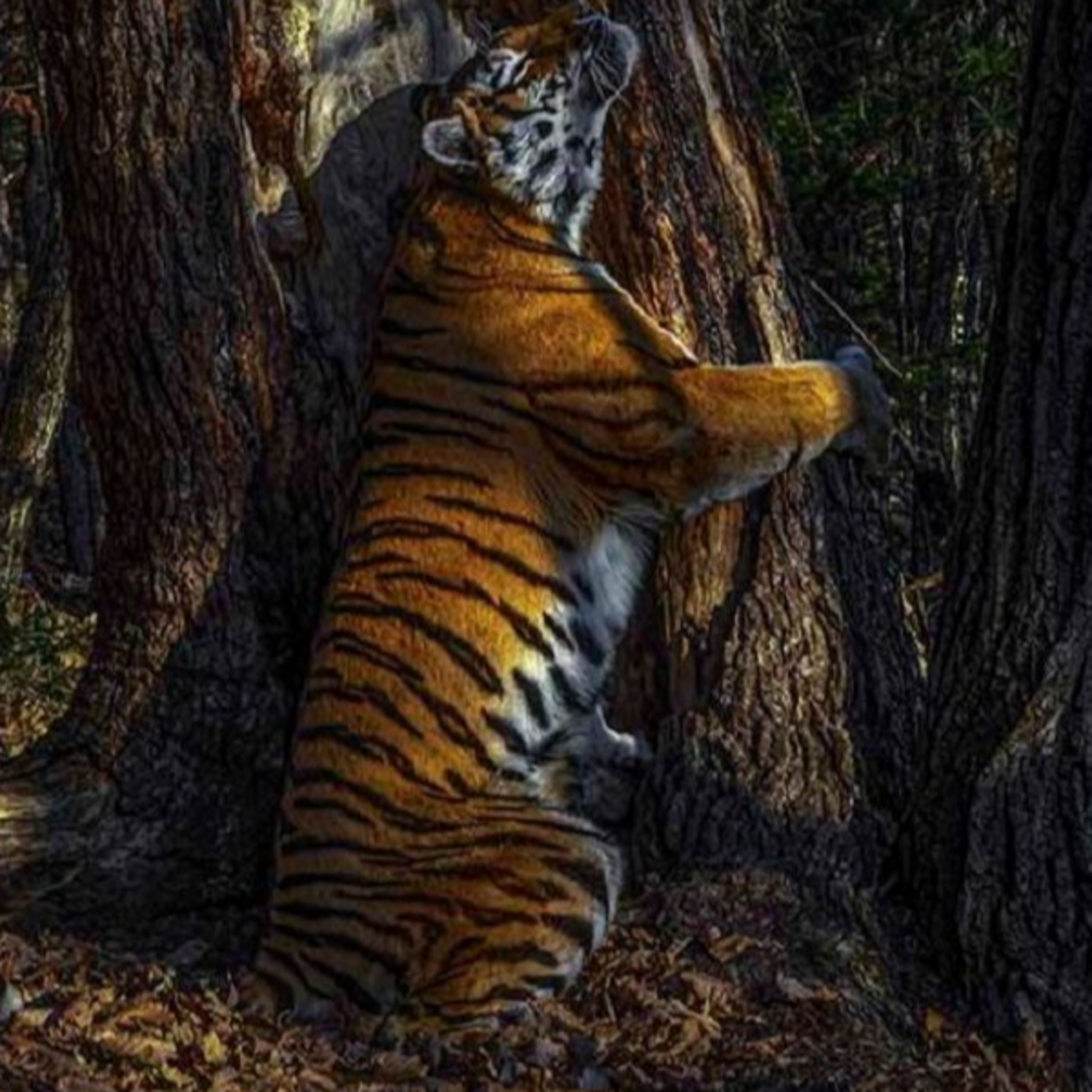 #132 Communicating with your Cat, Pet Food Recall, Popular Pet Names & a Cuddly Tiger episode artwork