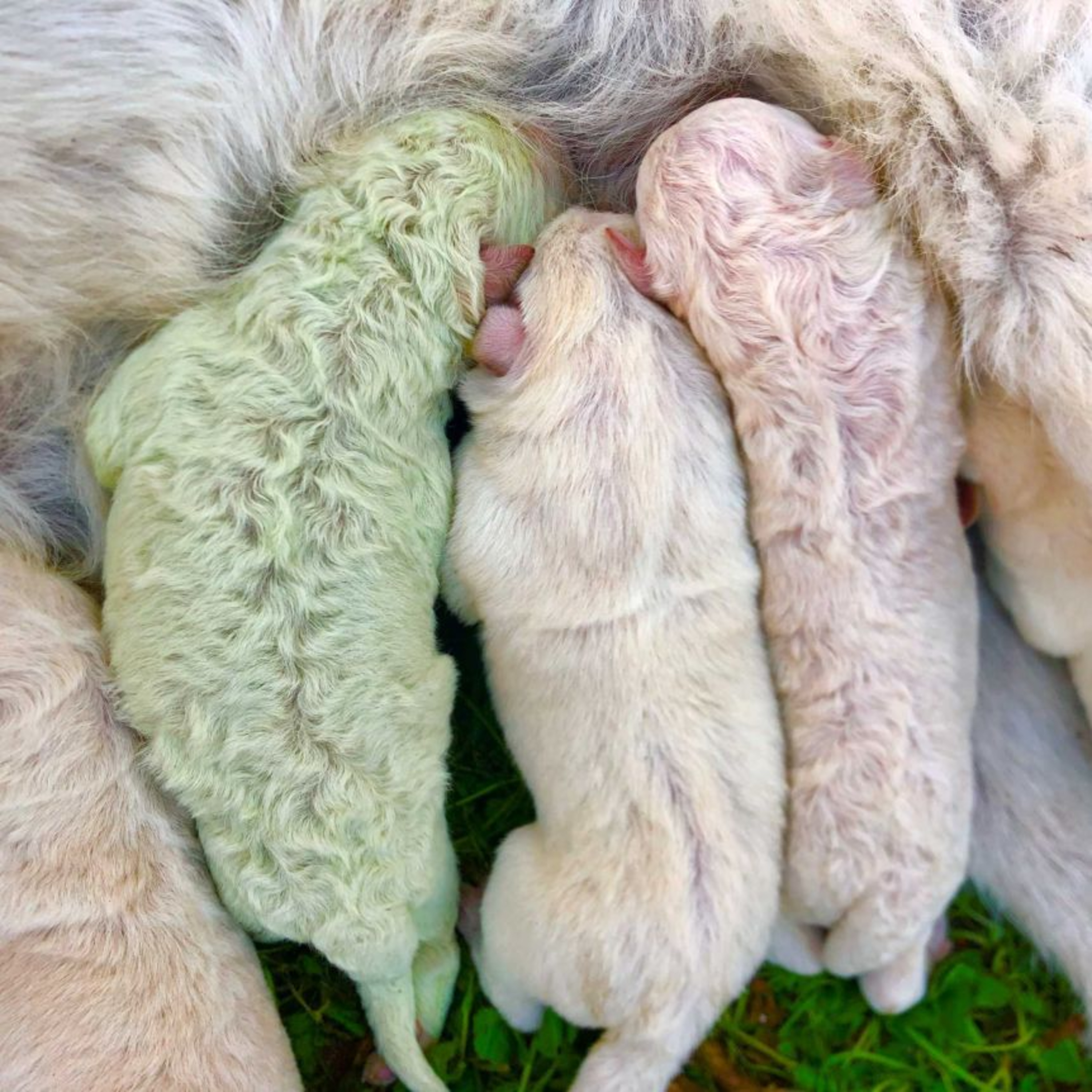 #133 The latest research on what age to desex your dog; Use of shock collars versus positive reinforcement in dog training; Pistachio the green puppy & An RSPCA puppy farm task force