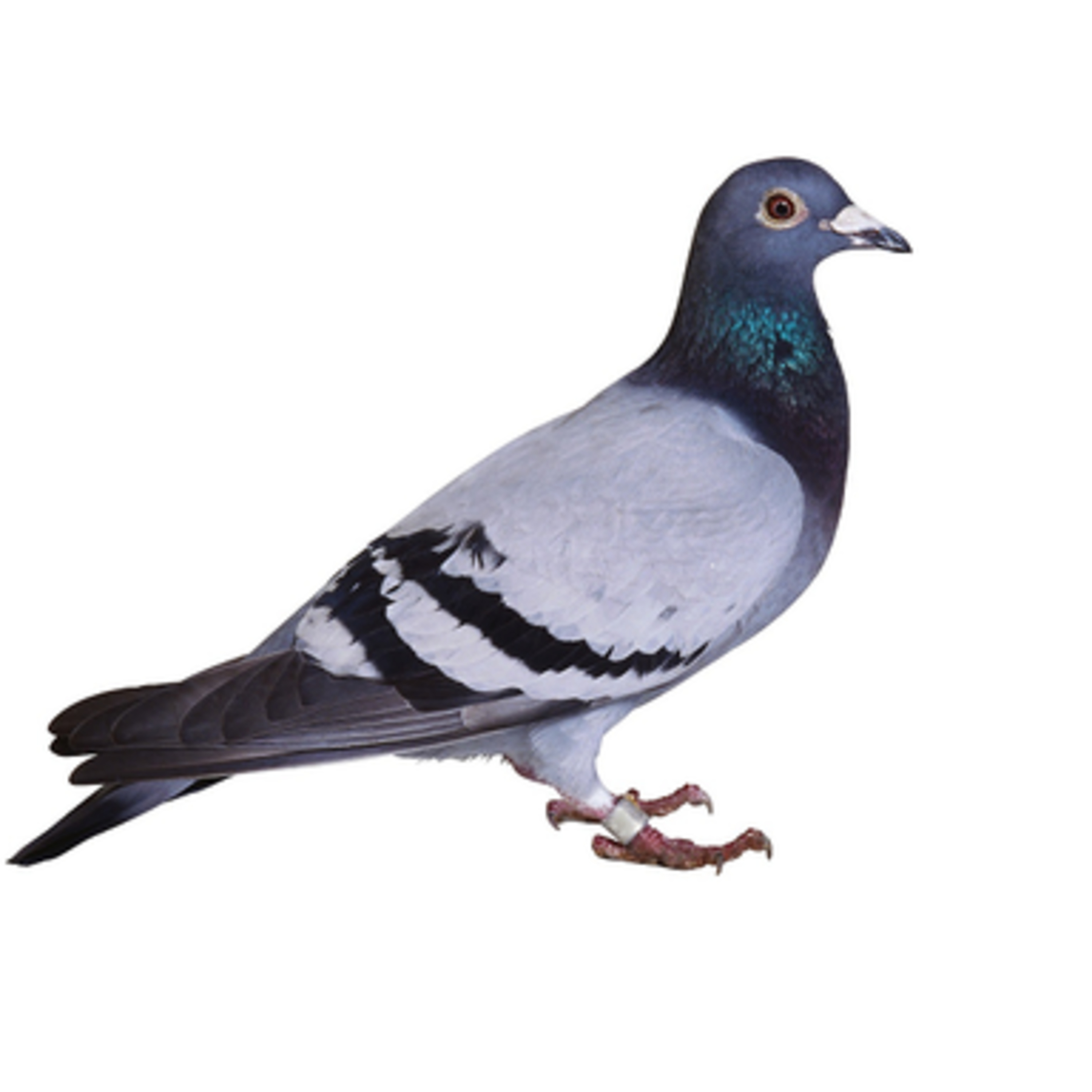 #136 Trigger stacking, fear and aggression; Our new fragrance; Racing pigeon prices; Presidential erections & Some of the trial and tribulations of being a vet episode artwork