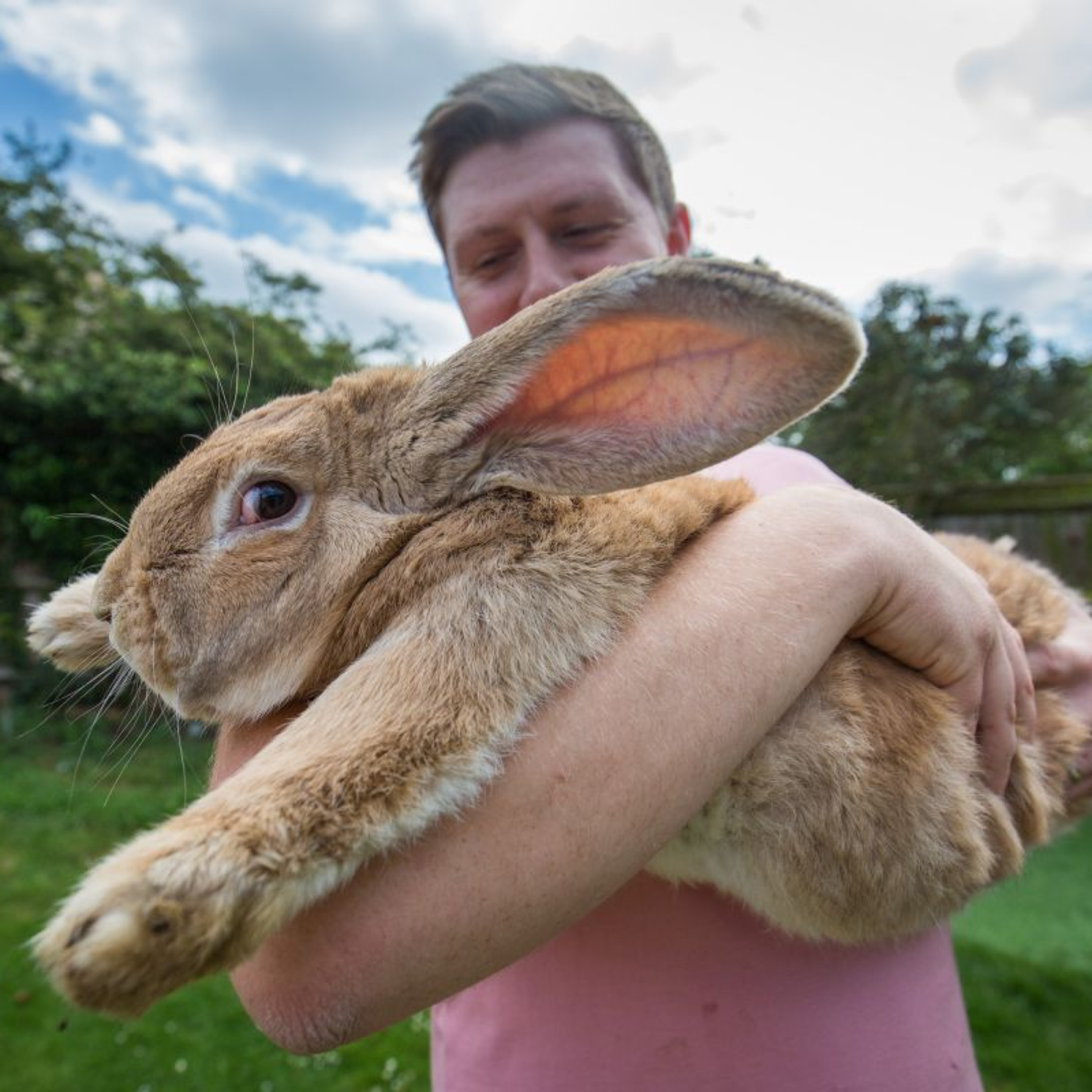 #151 Informed Consent for Vet Procedures, Dogs Play More When Owners are Watching, The Easter Bunny Goes Missing & Kittens are Discovered by the Bomb Squad episode artwork