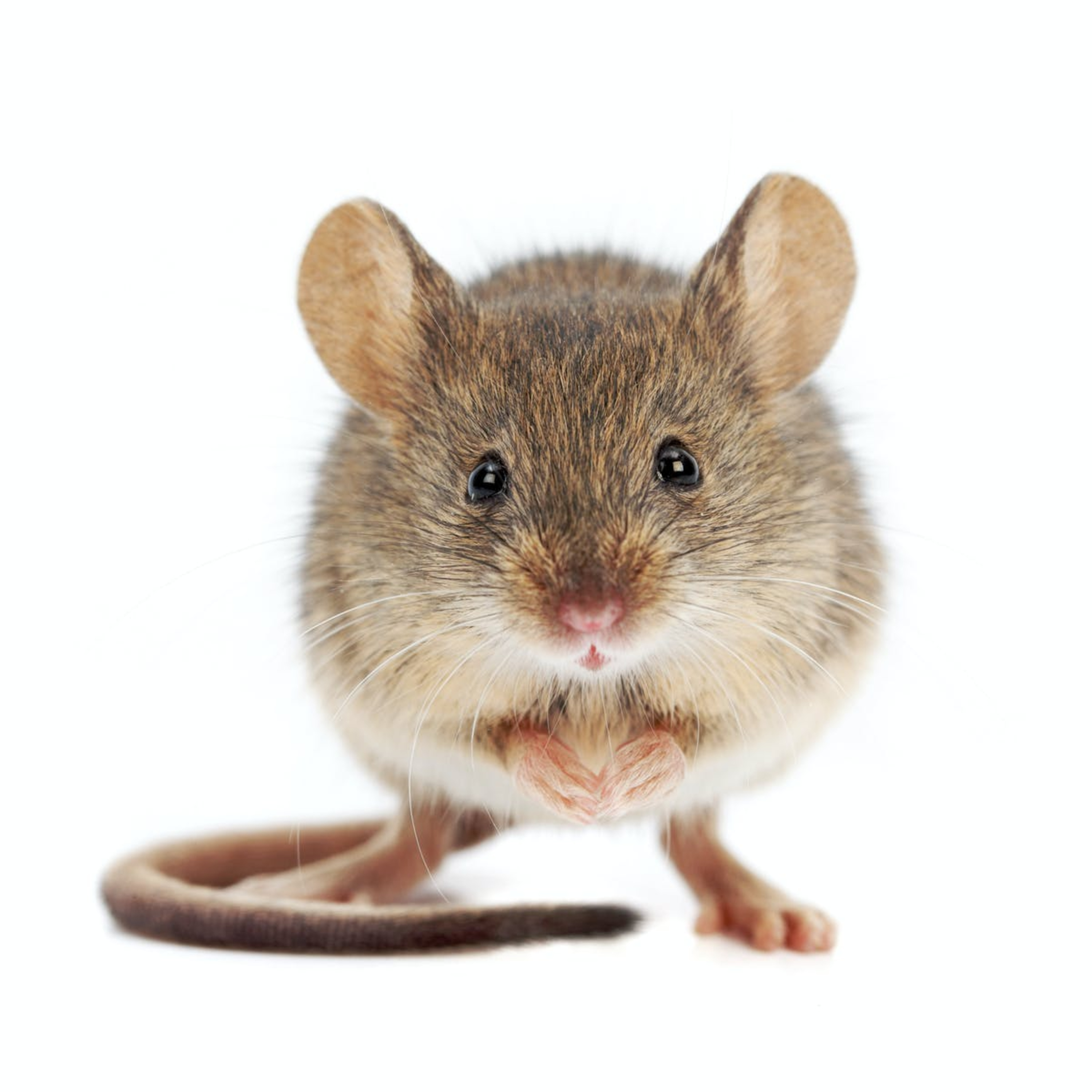 #155 Rat & Mouse Bait (Ratsak/Mouse Off) Poisoning; A Shortage of Rat/Mouse Poisoning Antidote; Helping/Handling Cats when Visiting the Vet; Urine Cytology Tips; Swab Dogs Of Instagram; High Chair Spr episode artwork