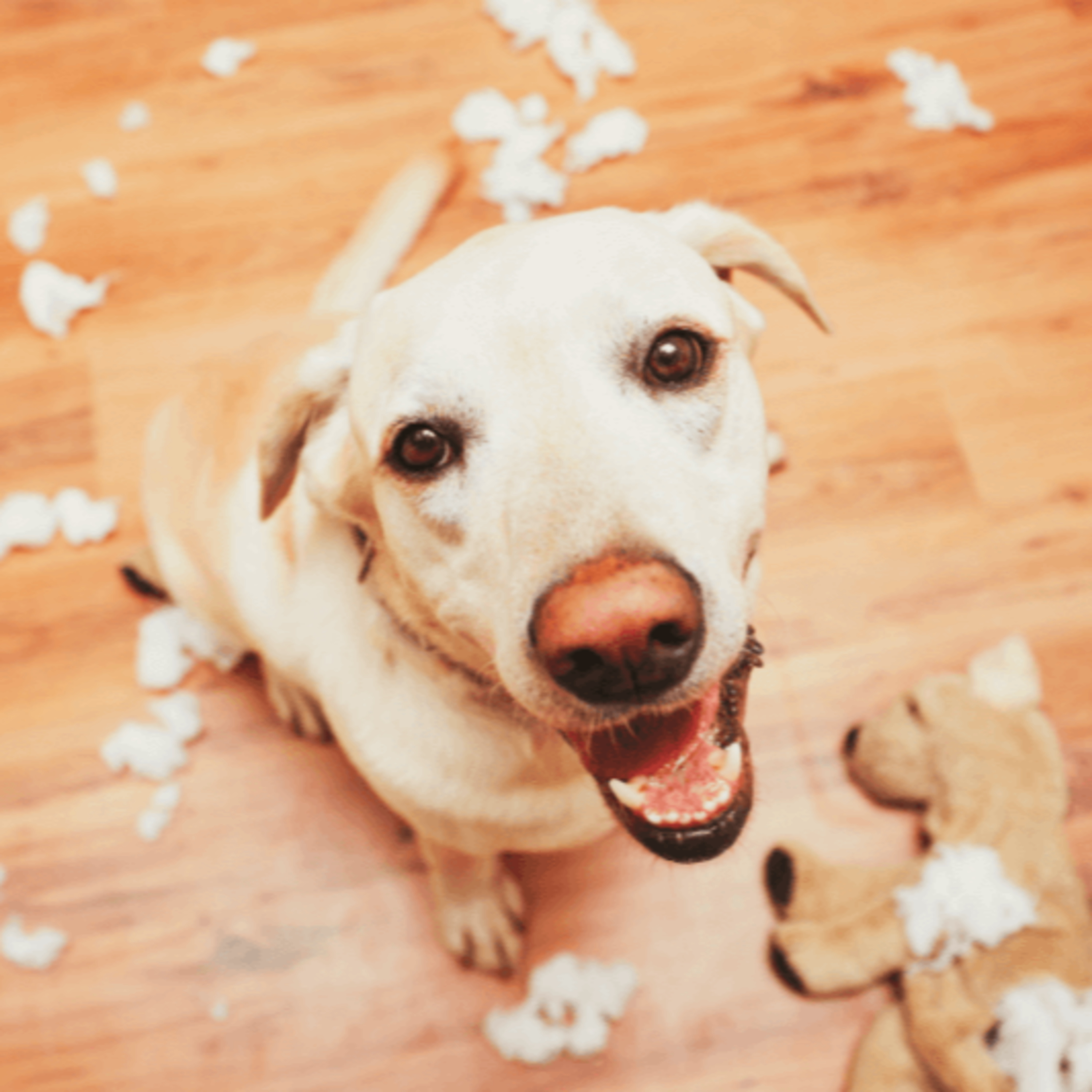 #156 Adolescence in dogs - is this really a thing?; Mouse napalm concern for wildlife; Being a vet for your friend's pets & Reading to pets in shelters episode artwork