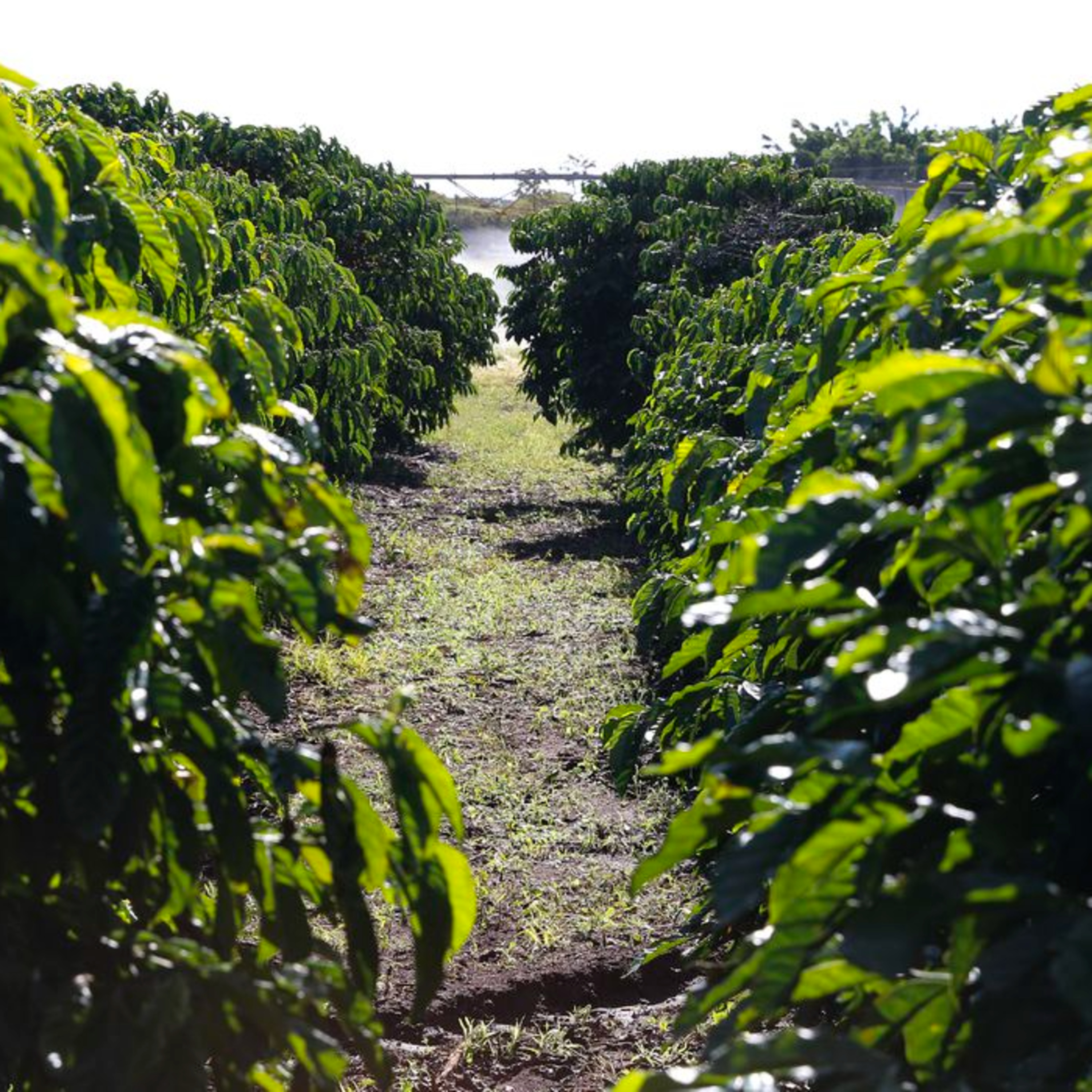 100porcentoagro
