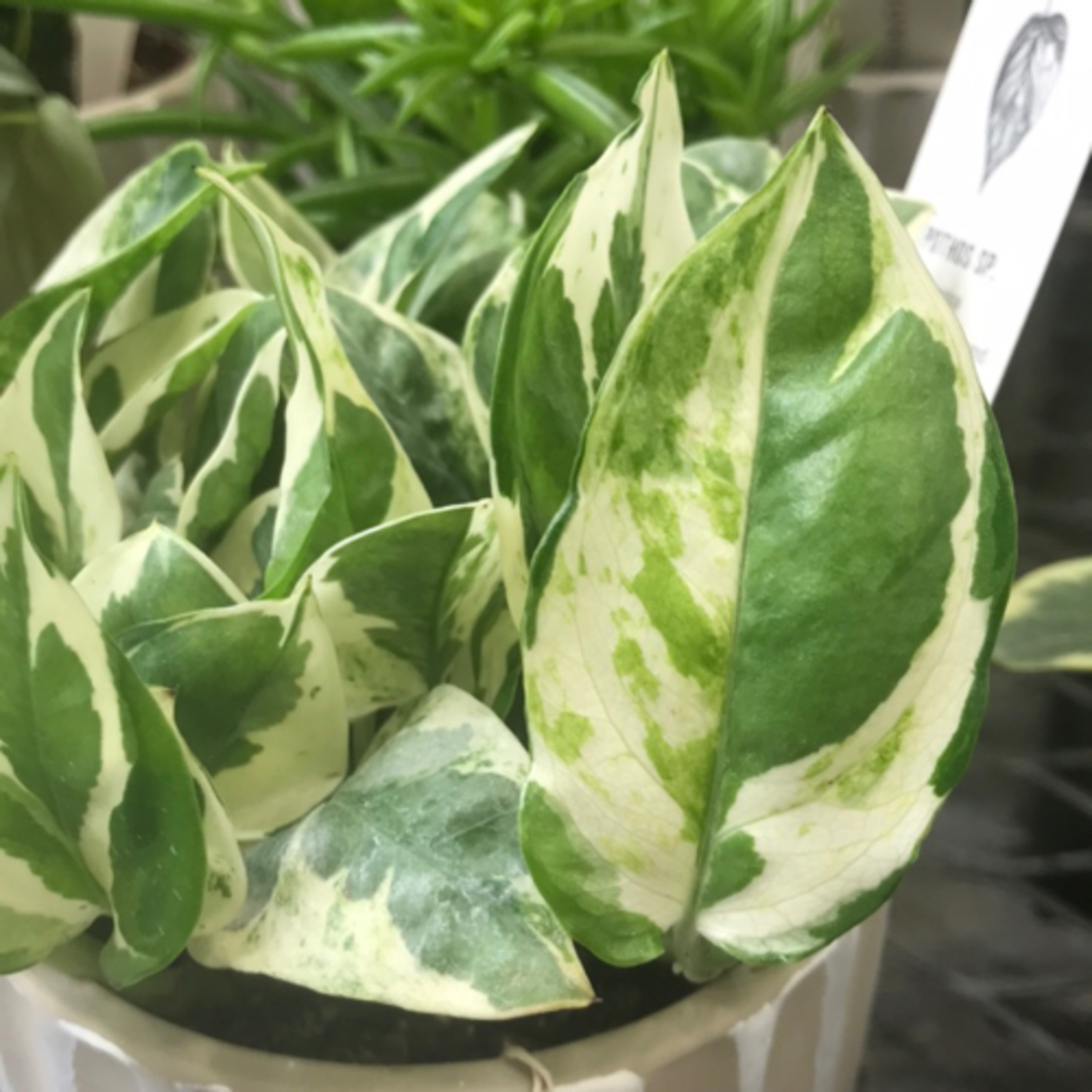 What’s Bugging Your Plants?