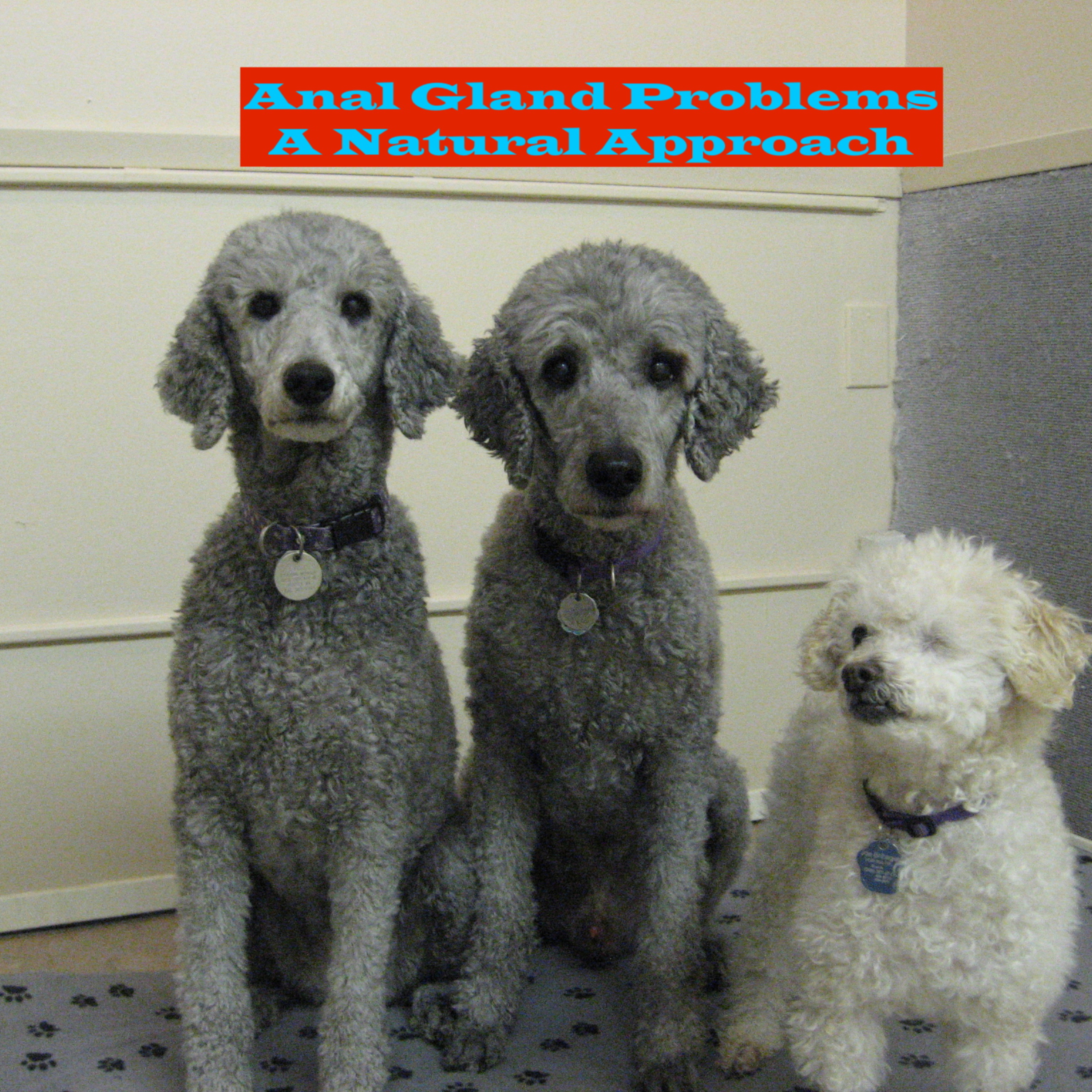 Pet Doc Donna!A comprehensive holistic and herbal guide to healing your pet naturally!