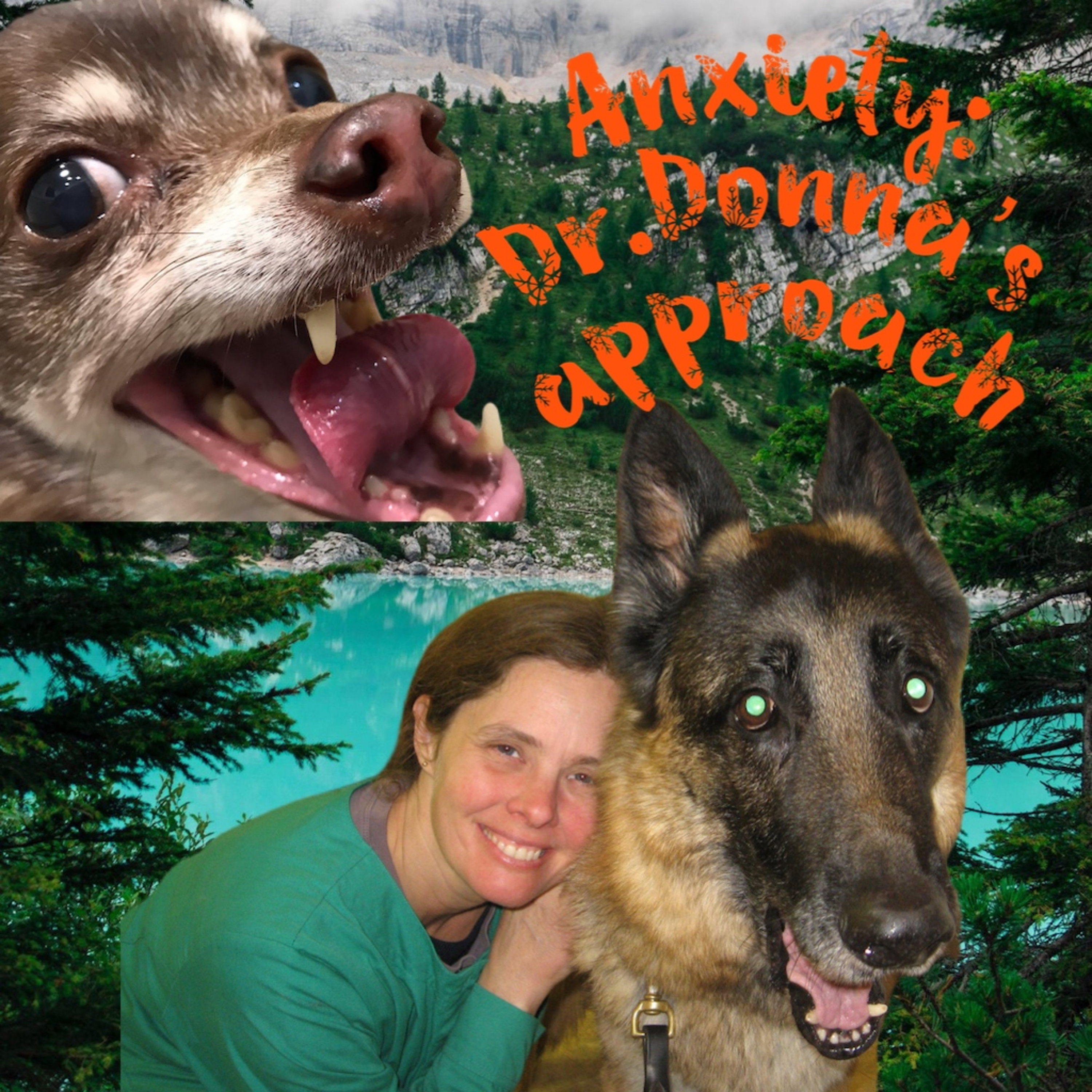 Pet Doc Donna!A comprehensive holistic and herbal guide to healing your pet naturally!