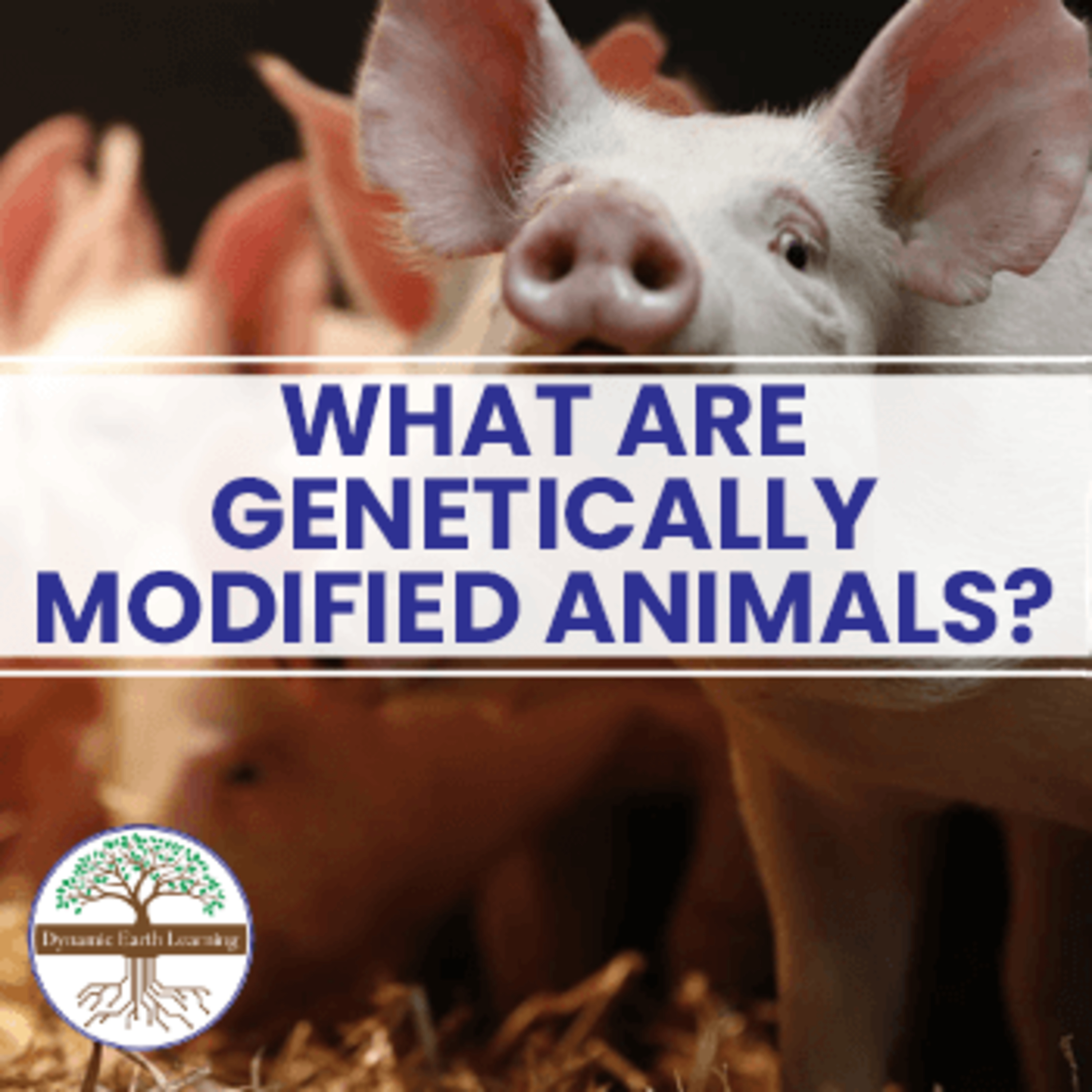 What Are Genetically Modified Animals? Dynamic Earth Learning episode artwork