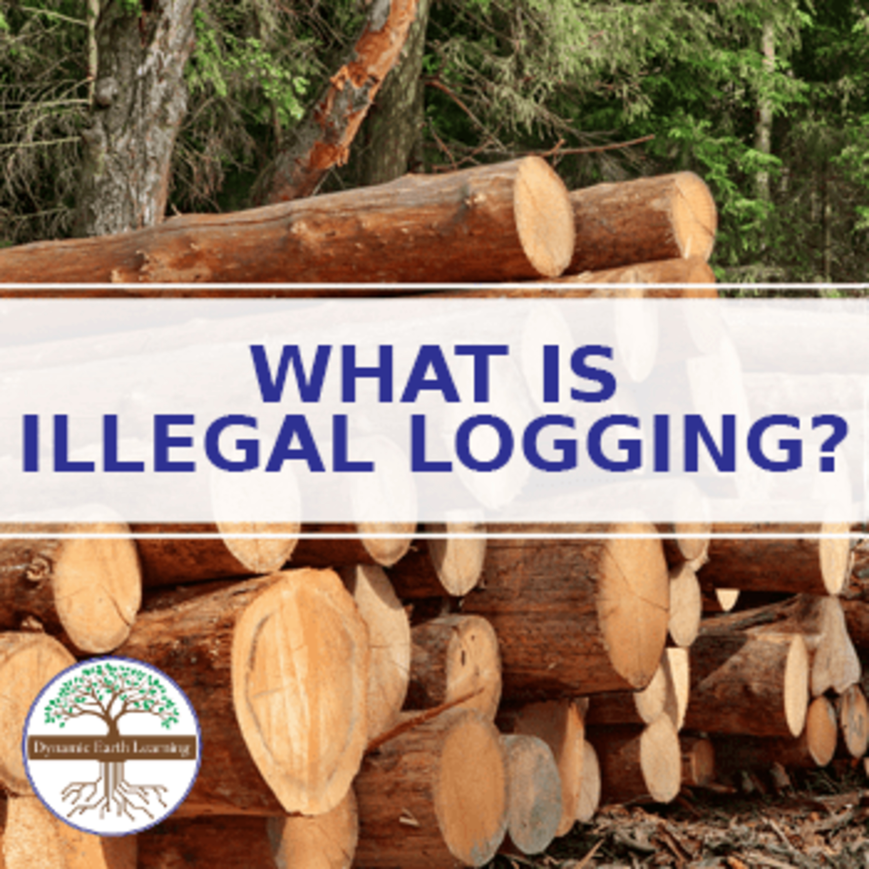 What is Illegal Logging? Why is Illegal Logging a Problem? episode artwork