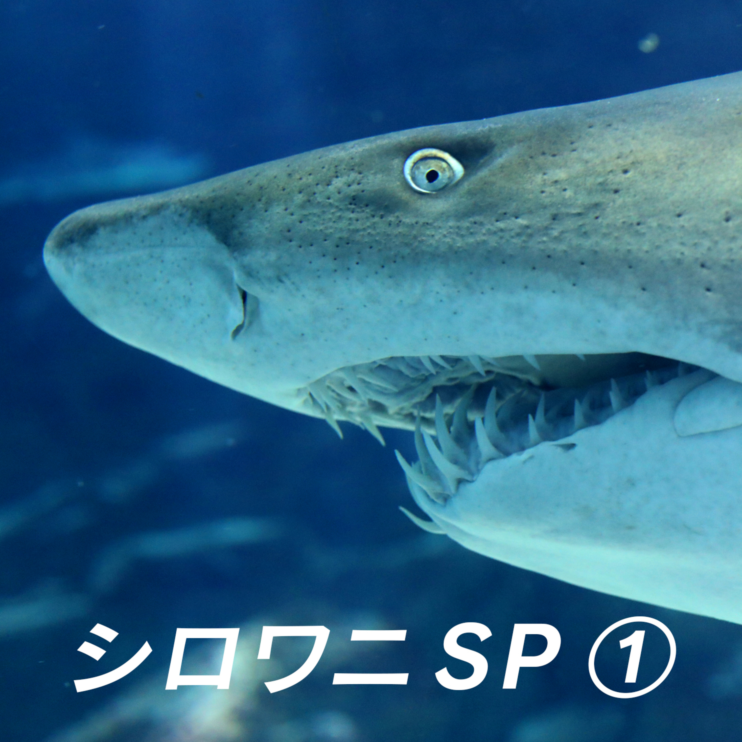 おしえてマリン#010「シロワニSP1」 episode artwork