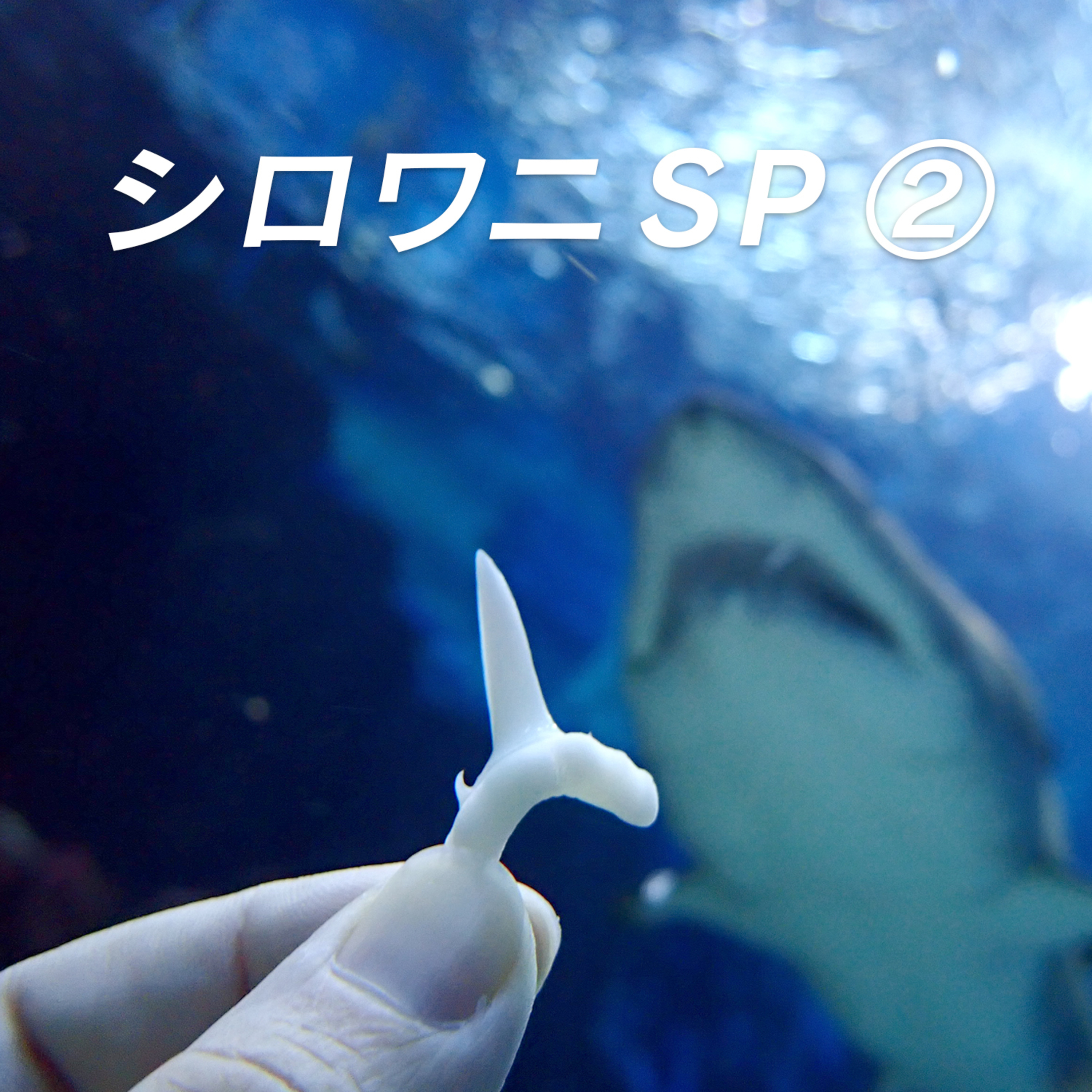 おしえてマリン#011「シロワニSP2」 episode artwork