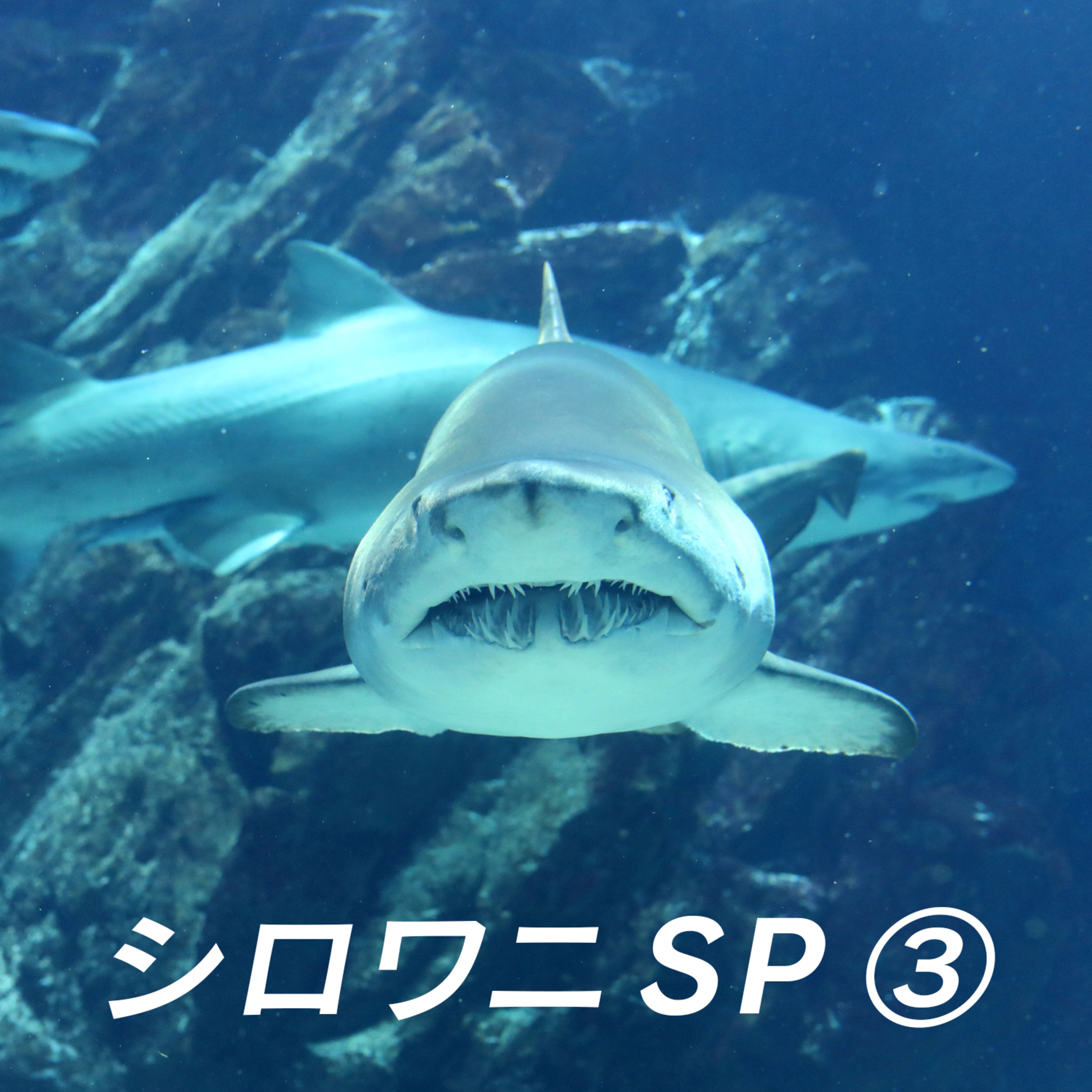 おしえてマリン#012「シロワニSP3」 episode artwork