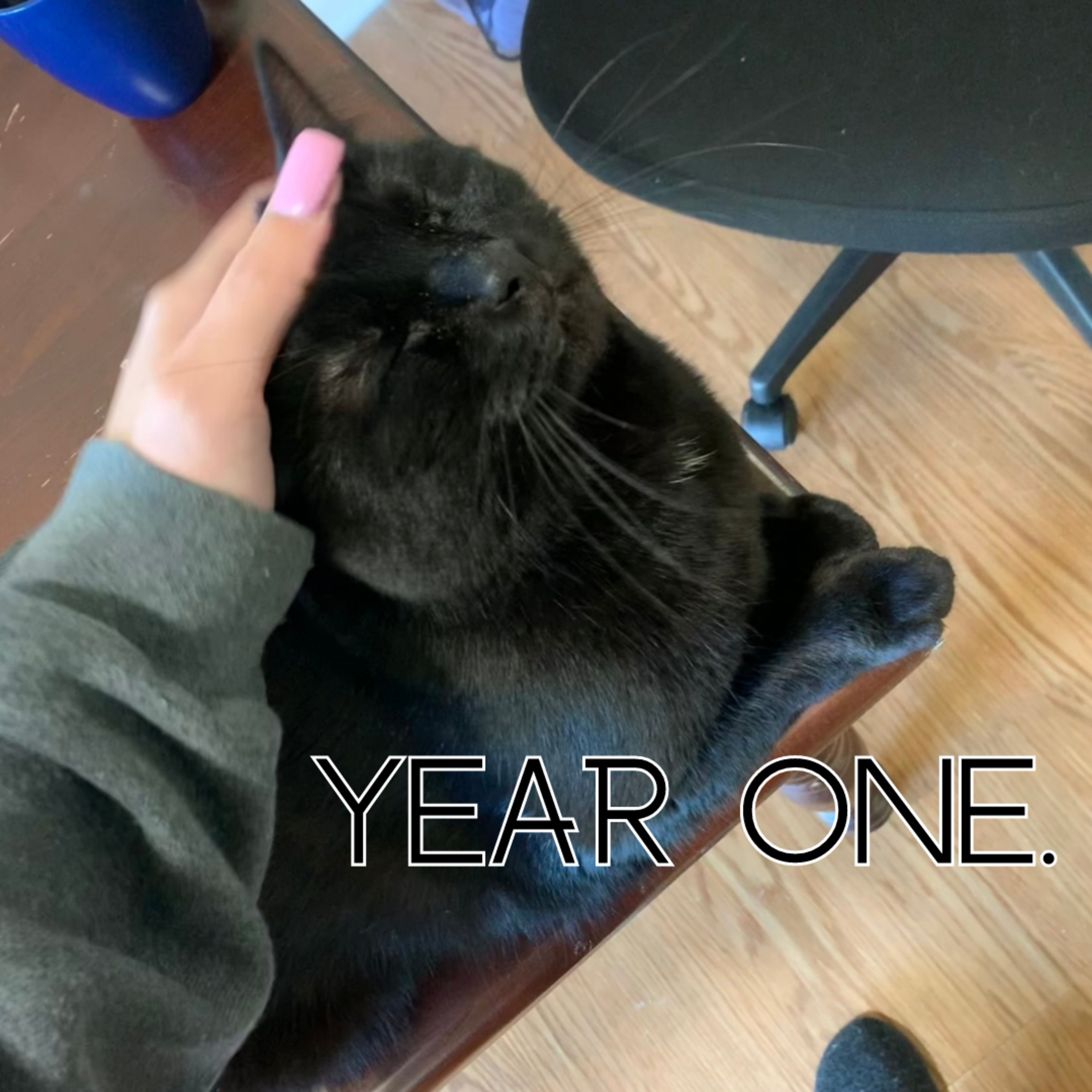 YEAR ONE.