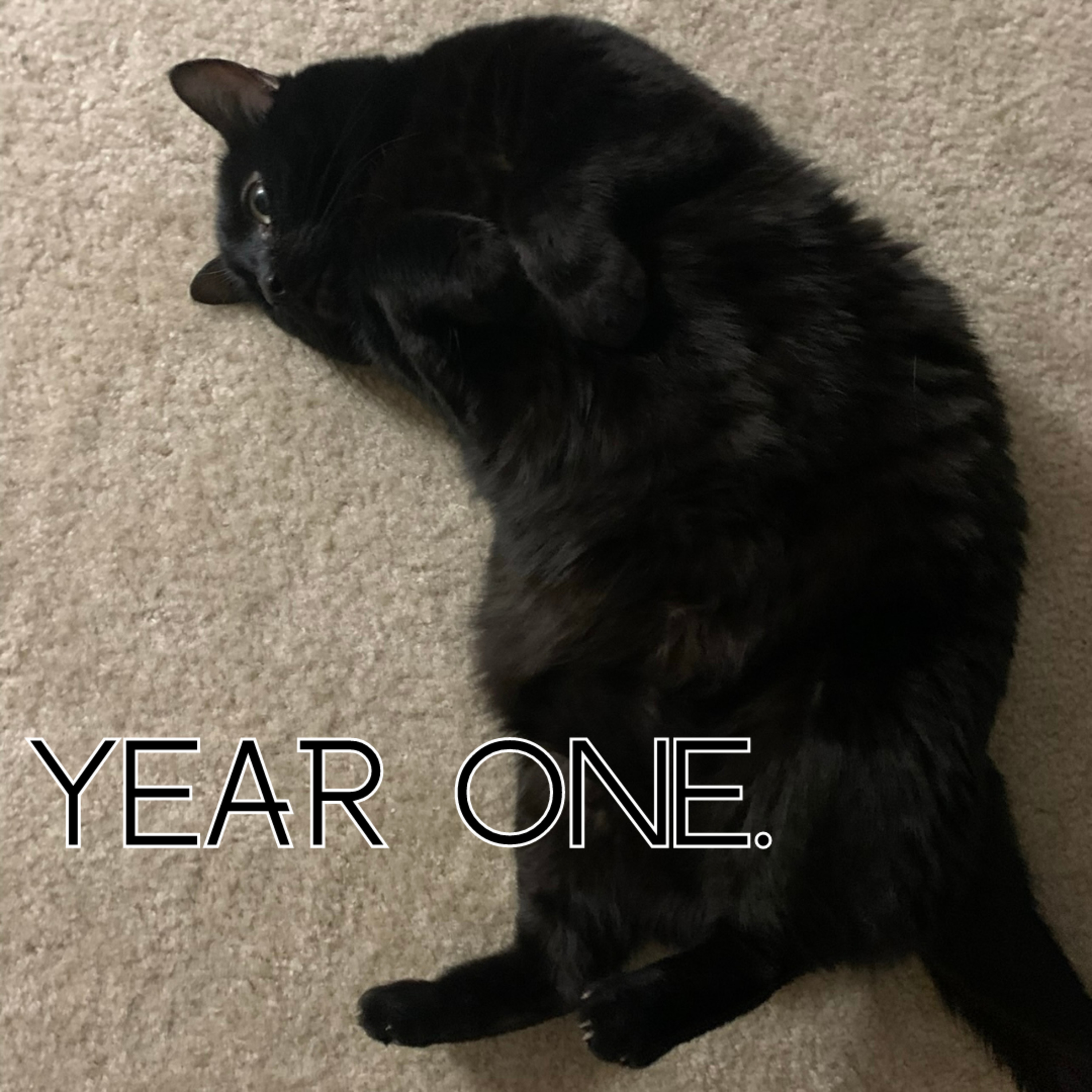 YEAR ONE.
