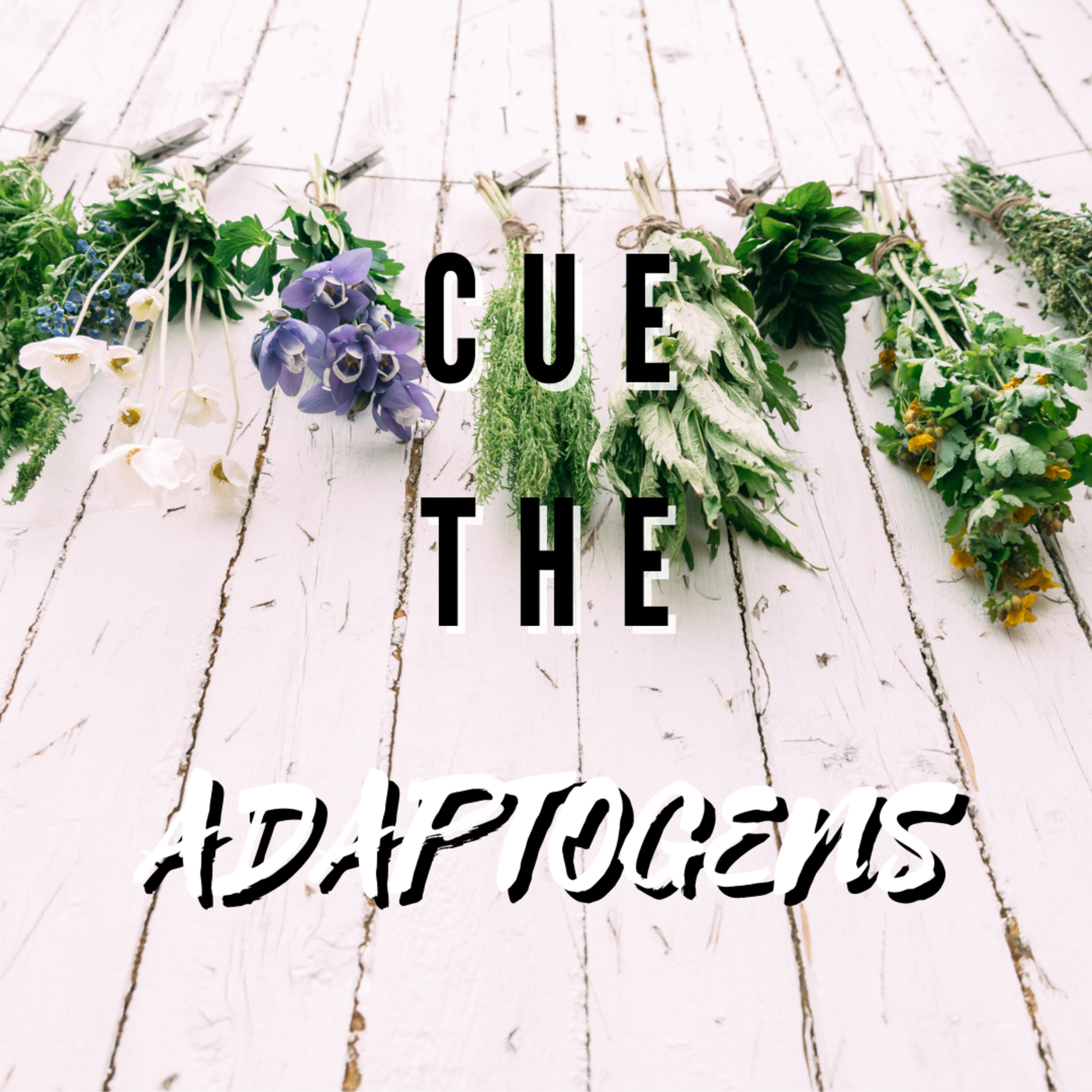 Your Total Guide to Adaptogens | Part 3 | Astragalus (Huang Qi)