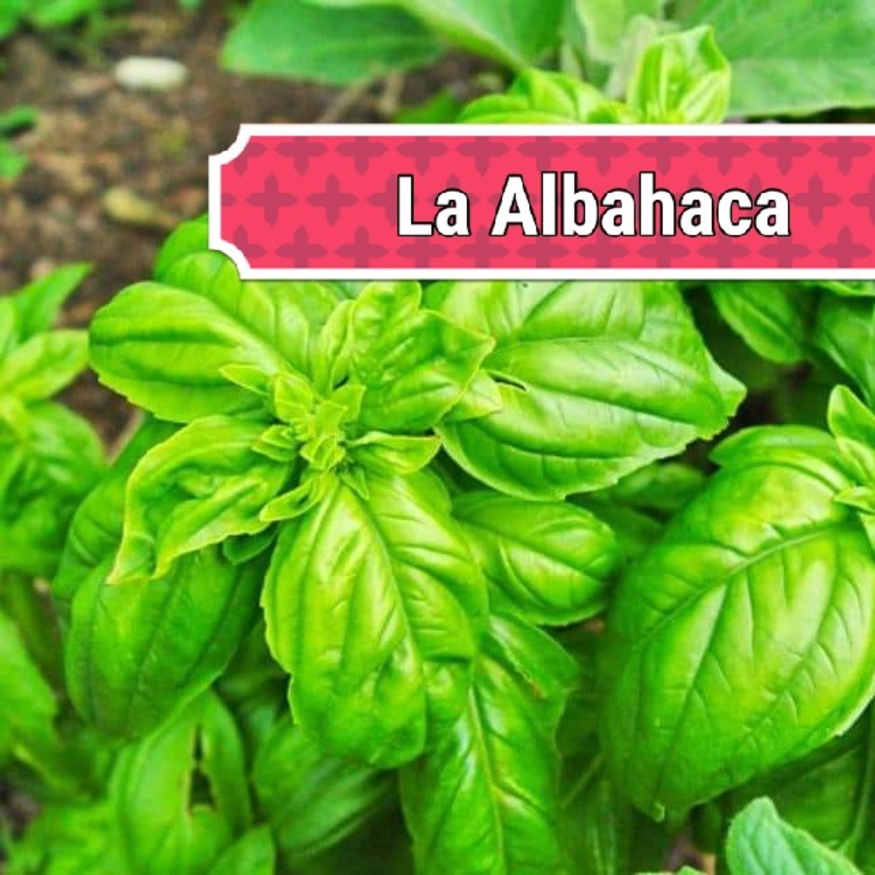 "La Albahaca"  episode artwork