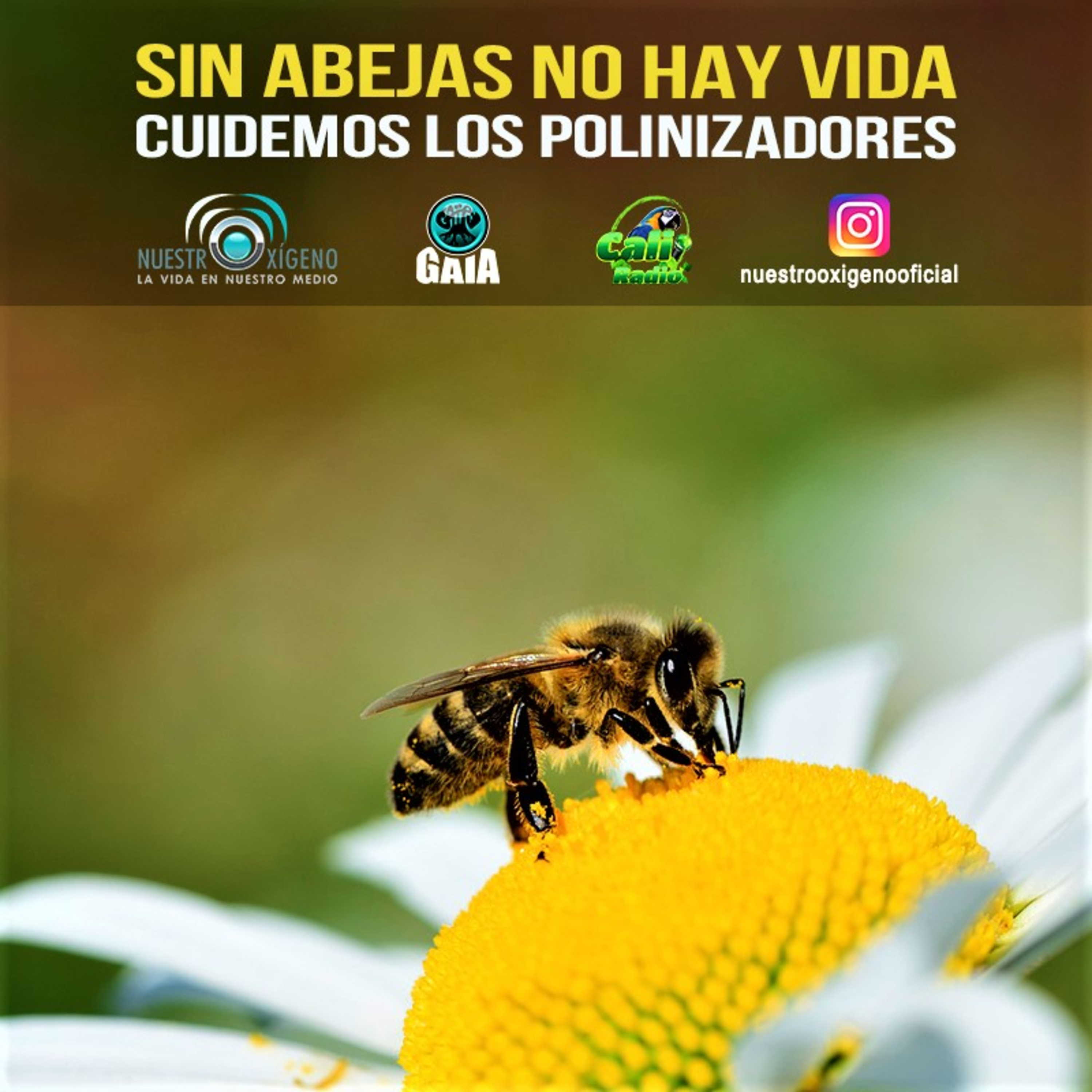 NUESTRO OXÍGENO