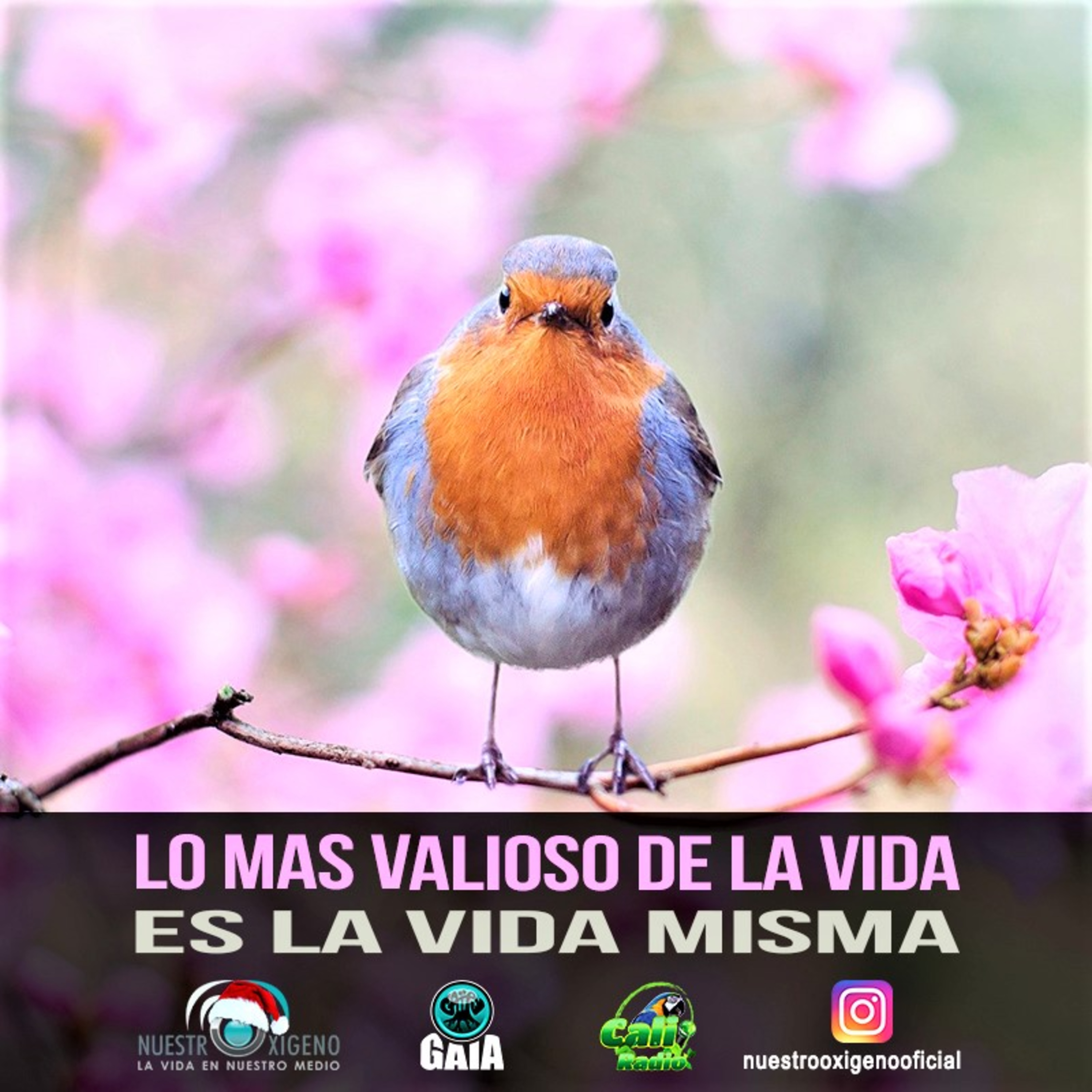 NUESTRO OXÍGENO