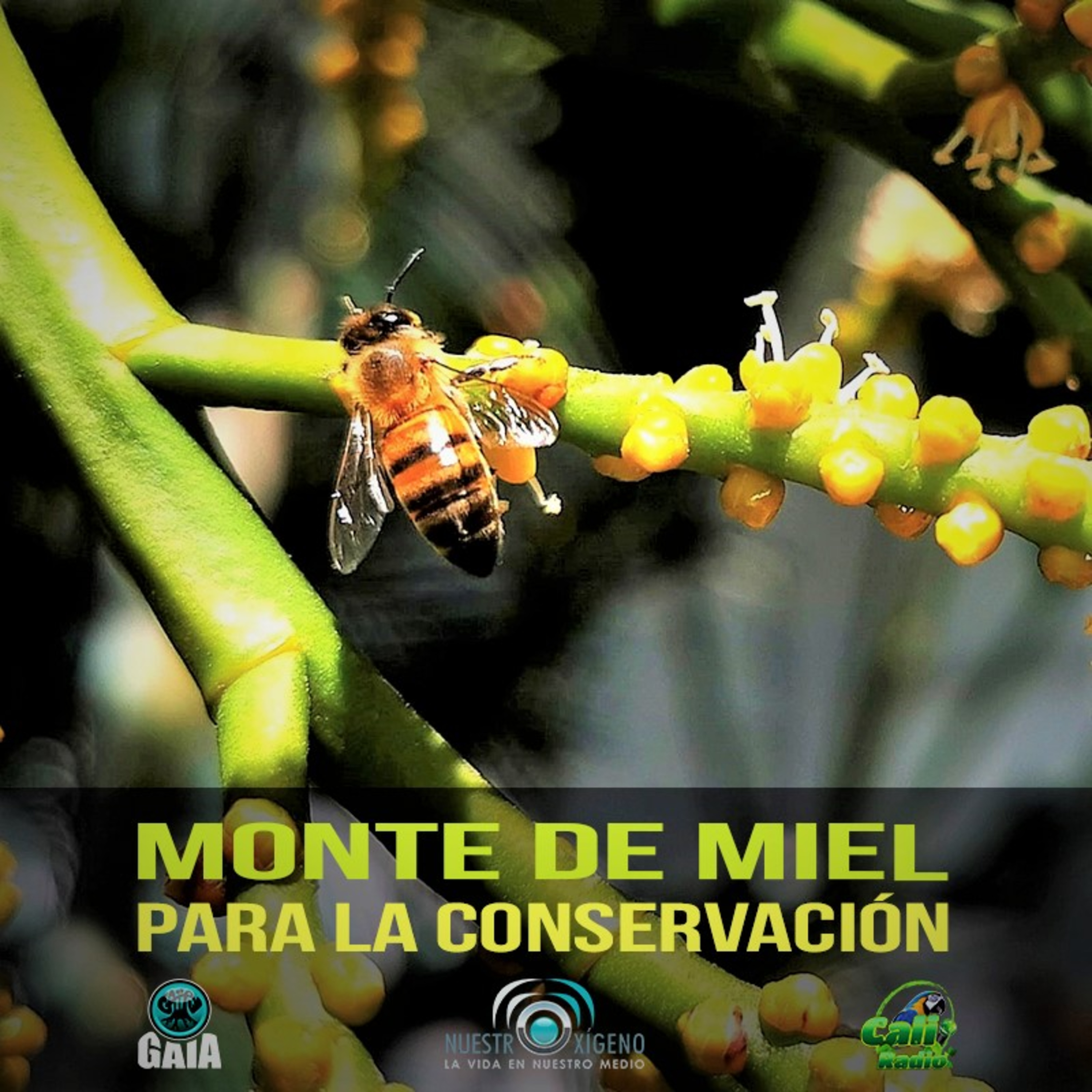 NUESTRO OXÍGENO
