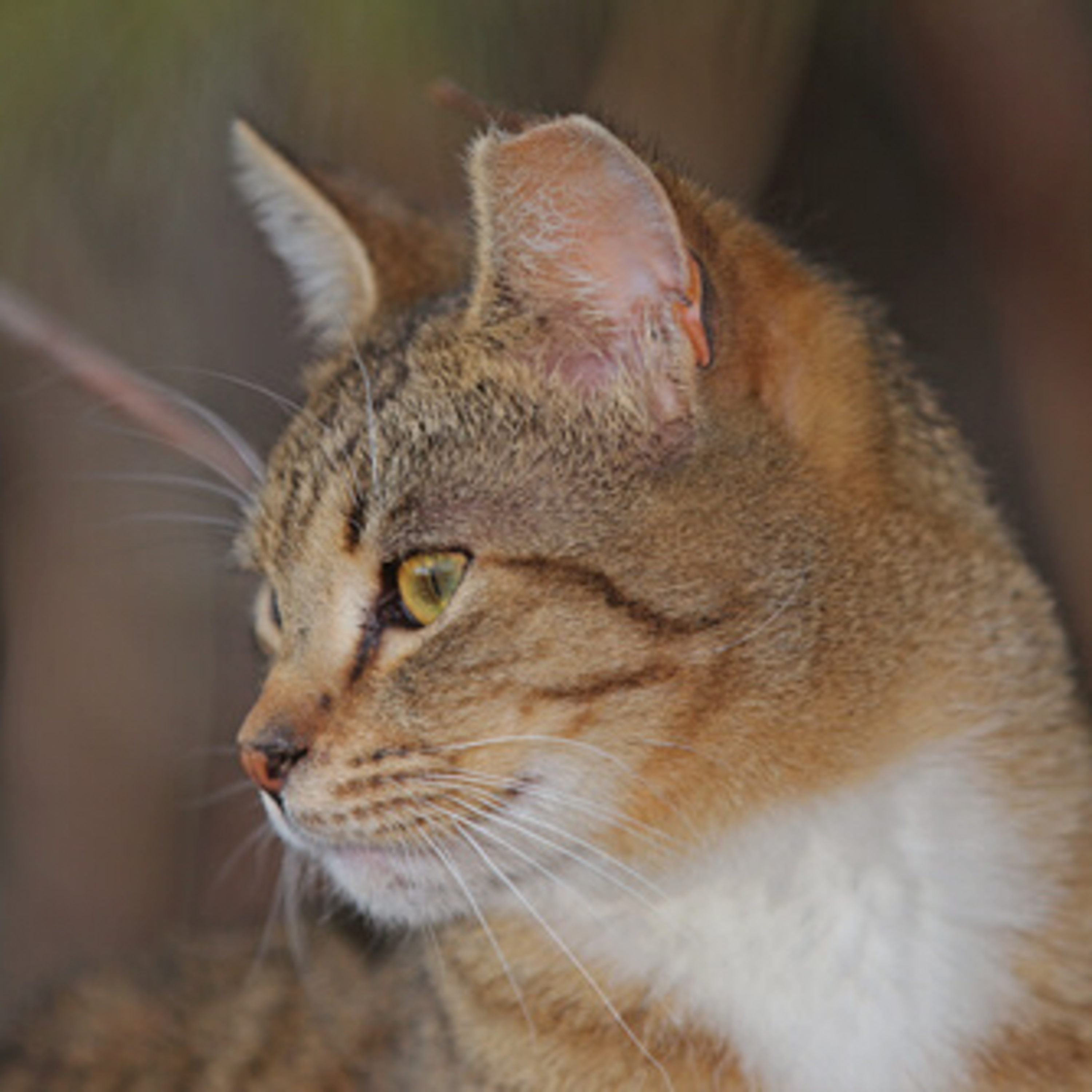 A Day In The Life of a Cat Rescuer: What You Should Know About TNR