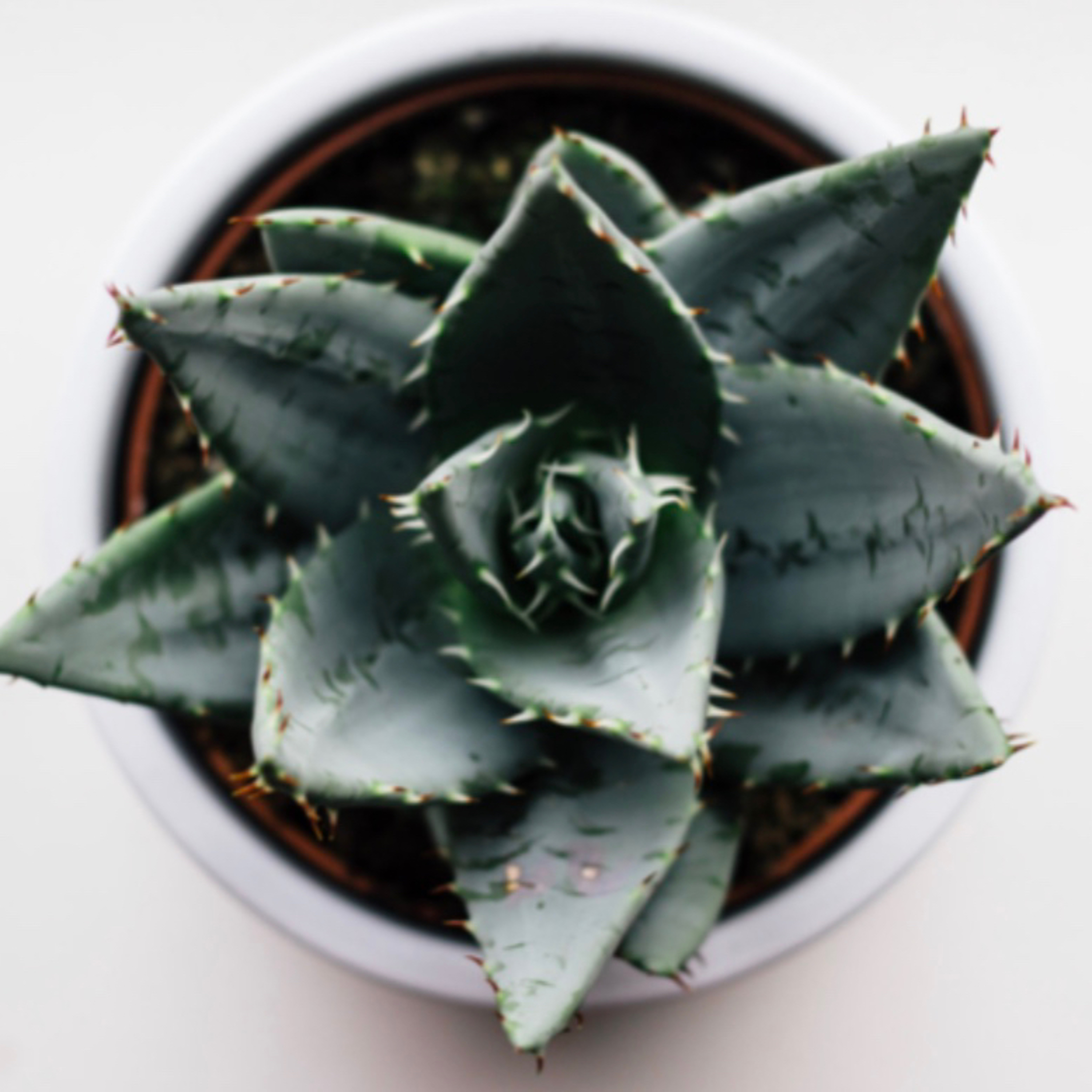 What Is Intentional Living? What Is Intentional Living?