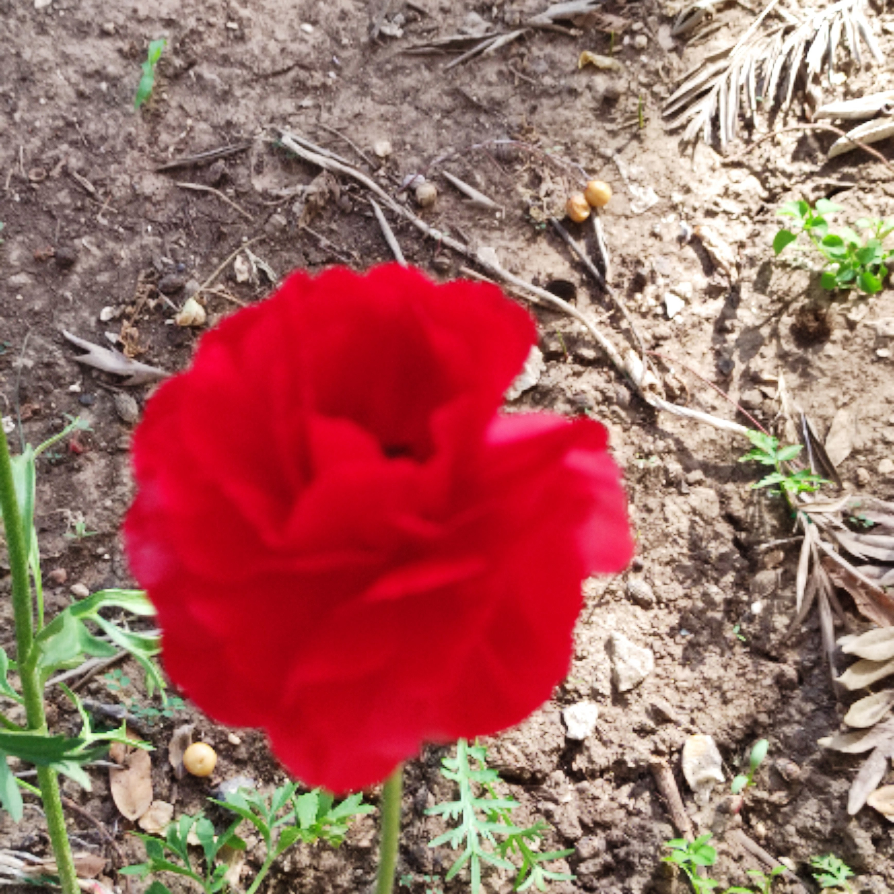 הקיסרית המלכותית ופיסטוק החתול