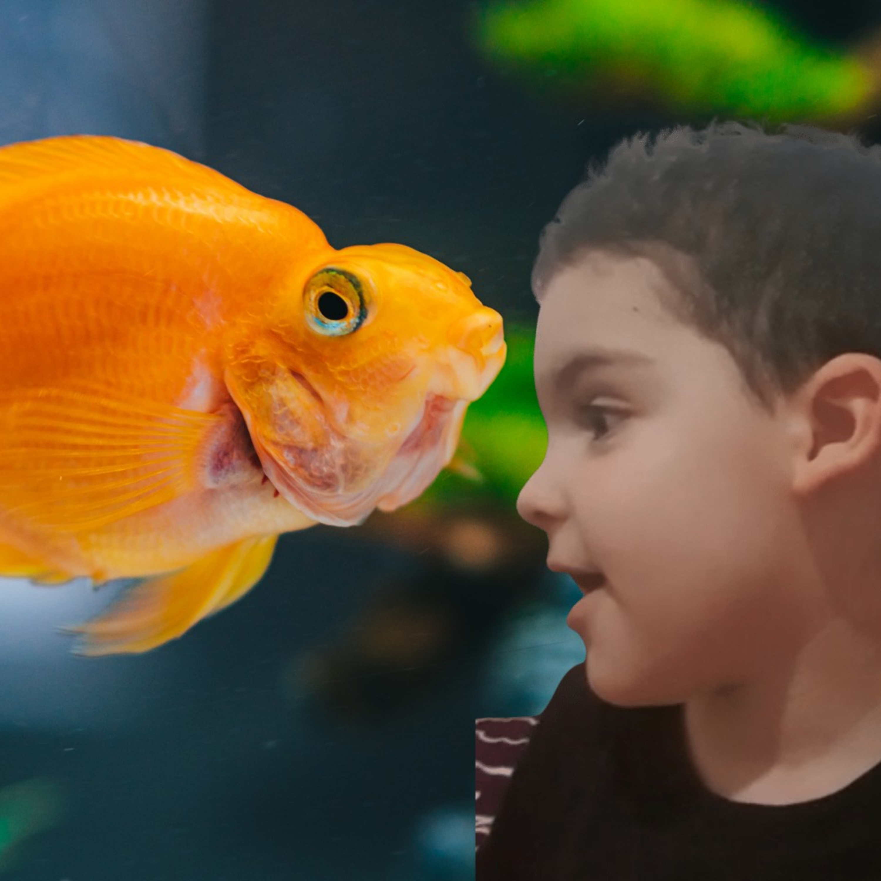 פלופי דג הזהב