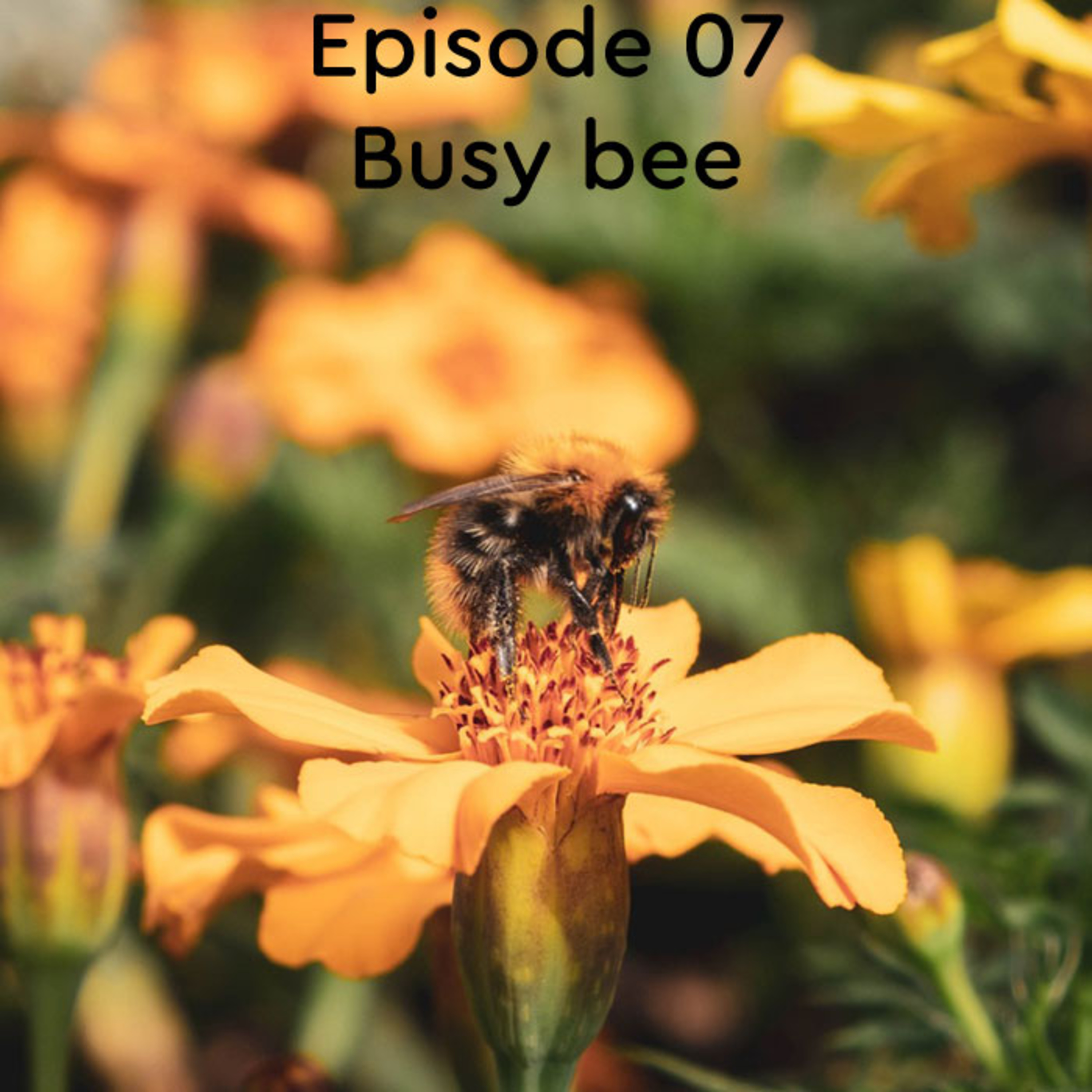 Busy bee episode artwork