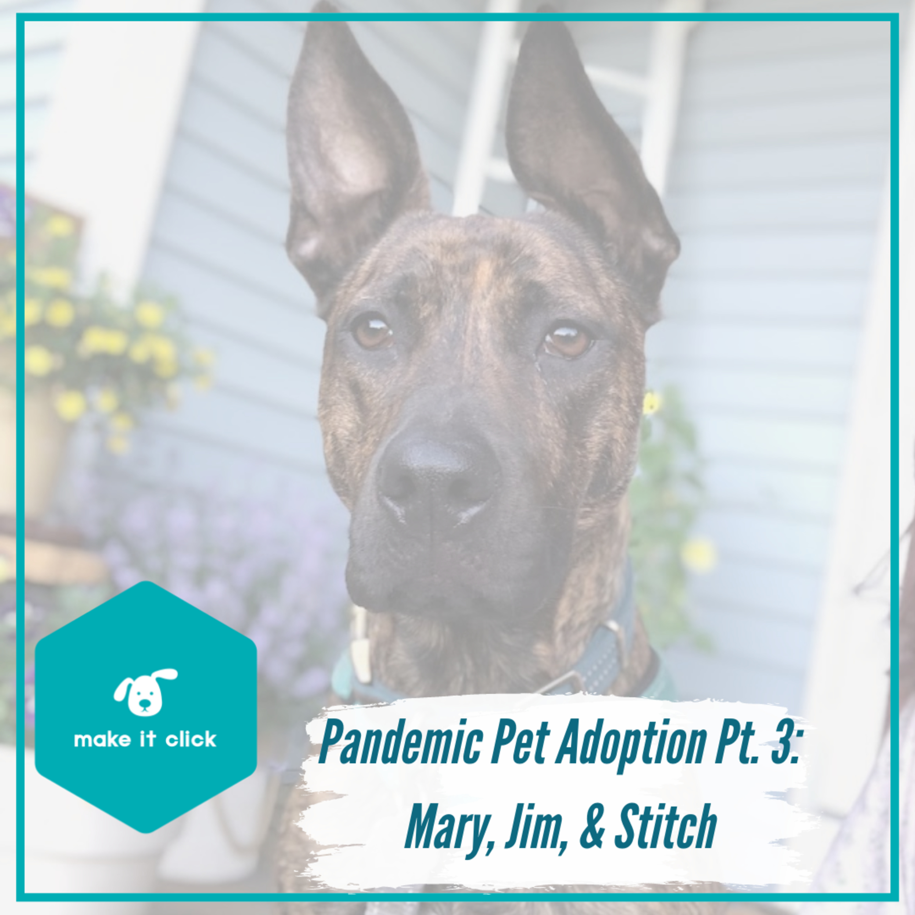 Pandemic Pet Adoption Part 3 - Mary, Jim, and Stitch episode artwork