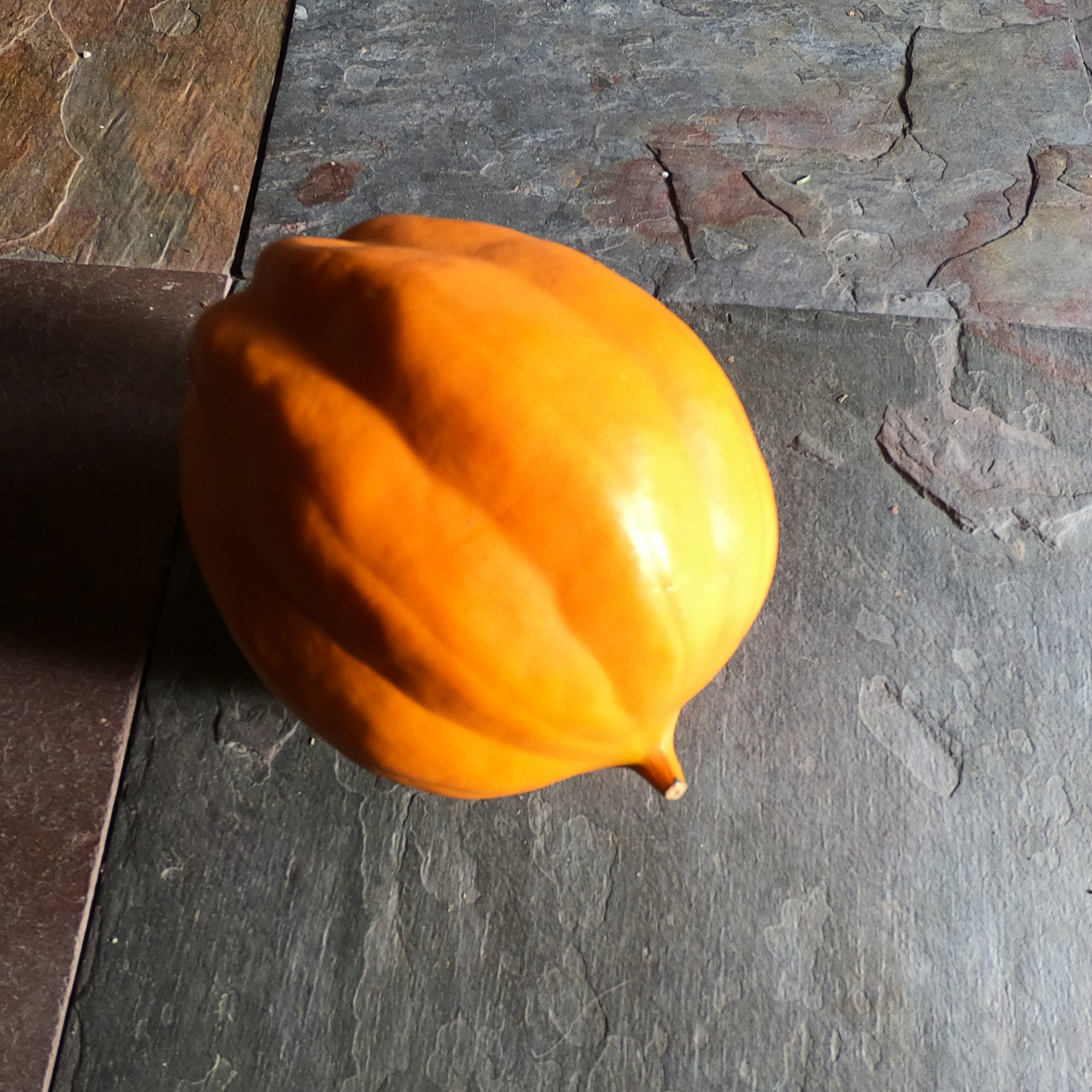 3.14 Can you feed your rabbit acorn squash? episode artwork