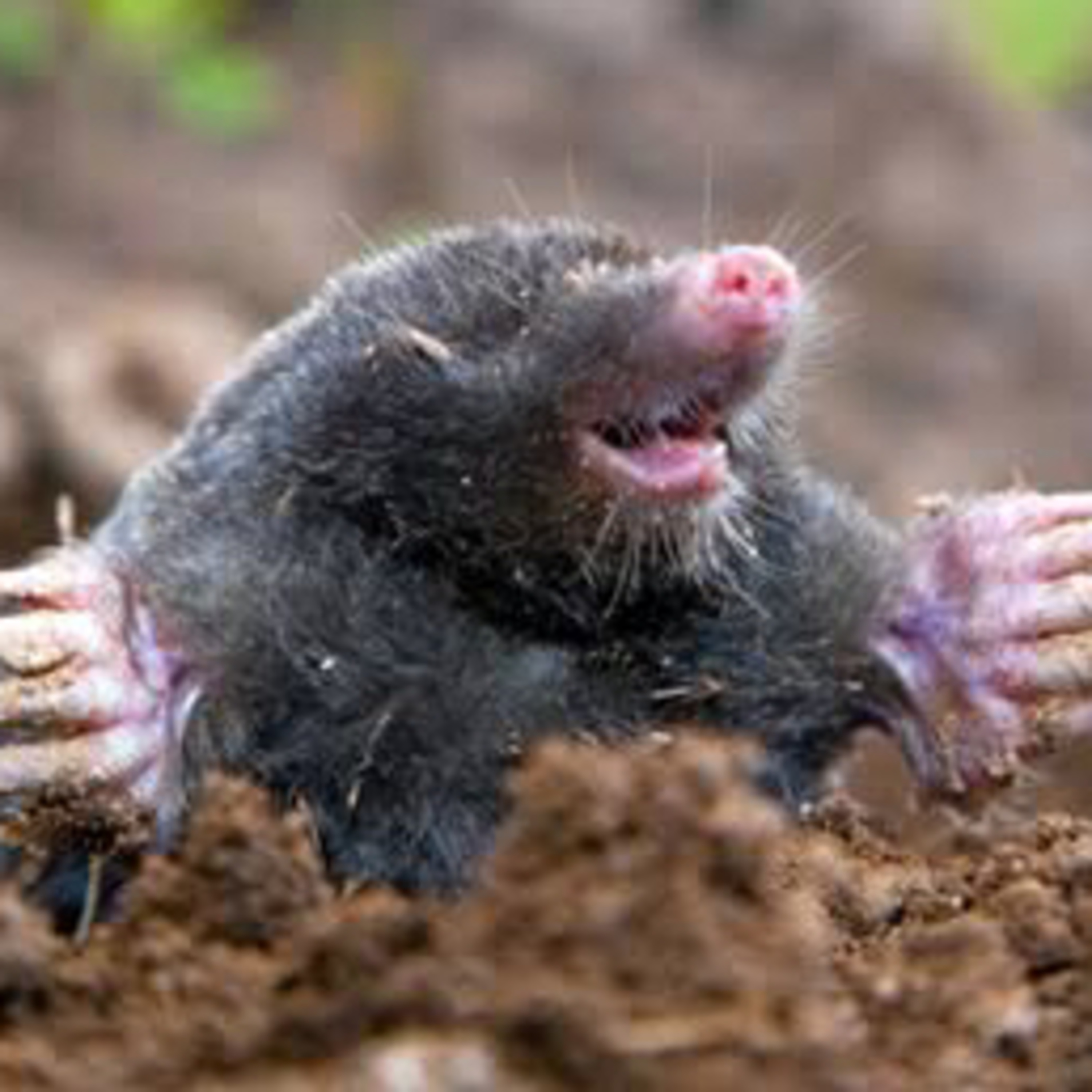 Moles episode artwork
