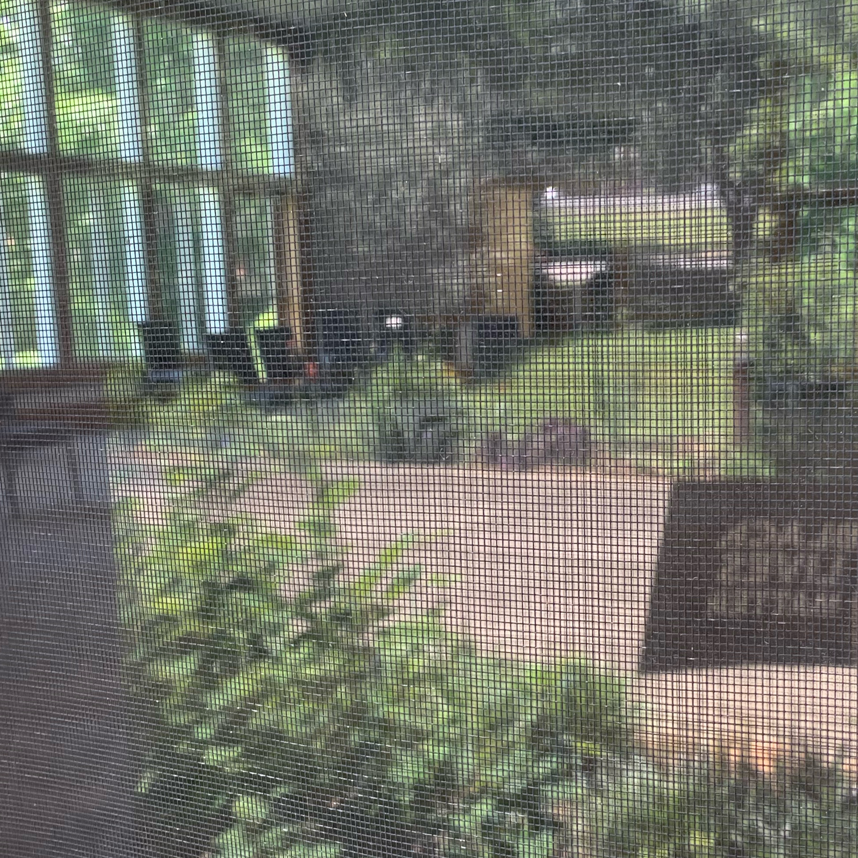 Letters and Journal to Friends : Laura MacNorlin, Friend