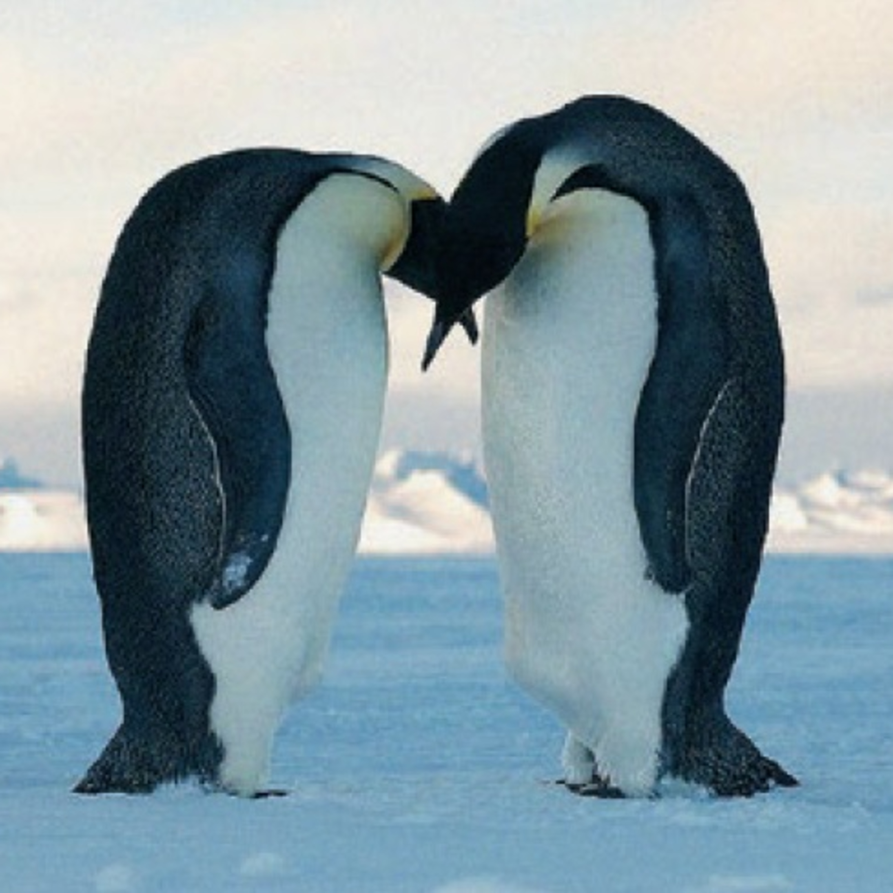 Antártica, Ártico e Mudanças Climáticas