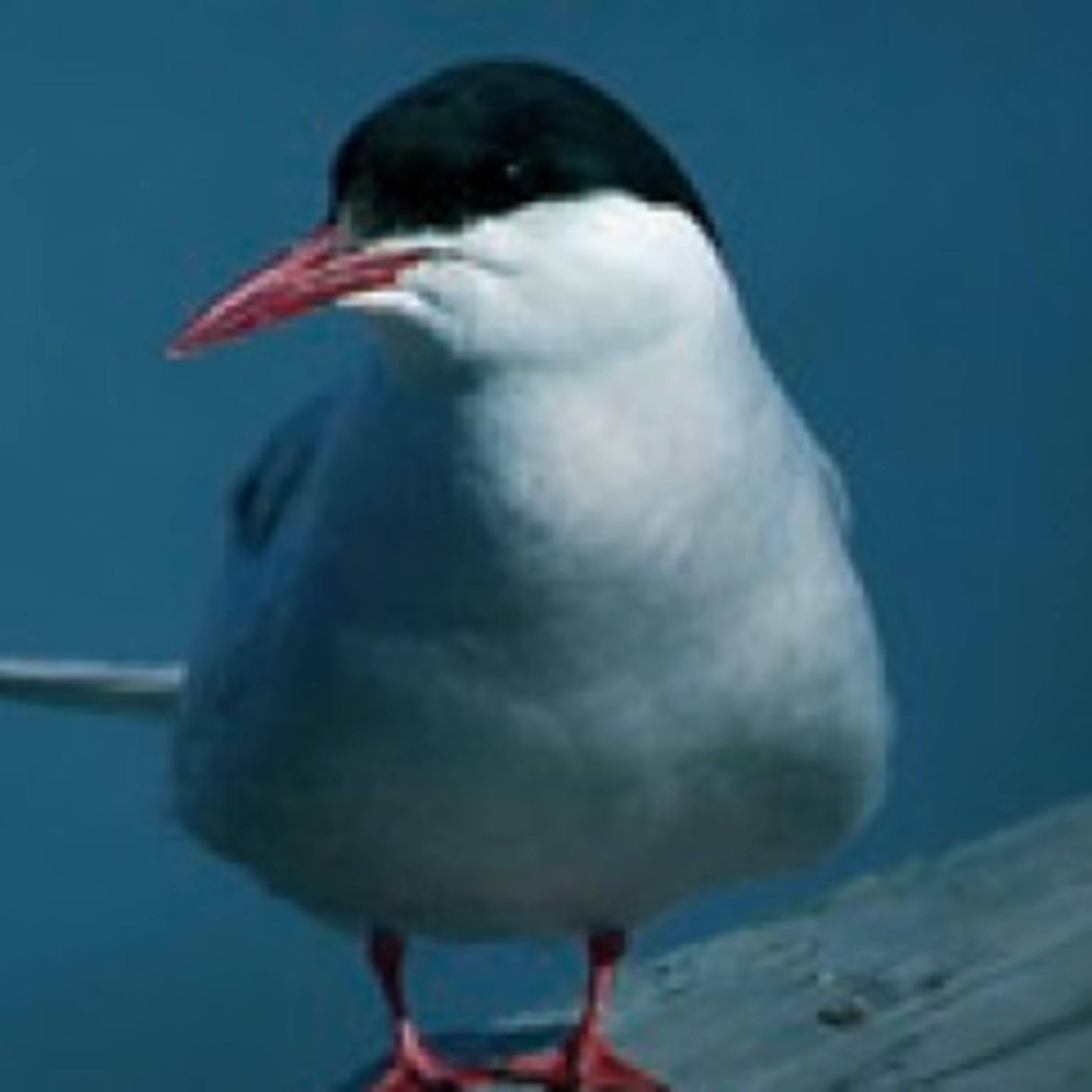Antártica, Ártico e Mudanças Climáticas