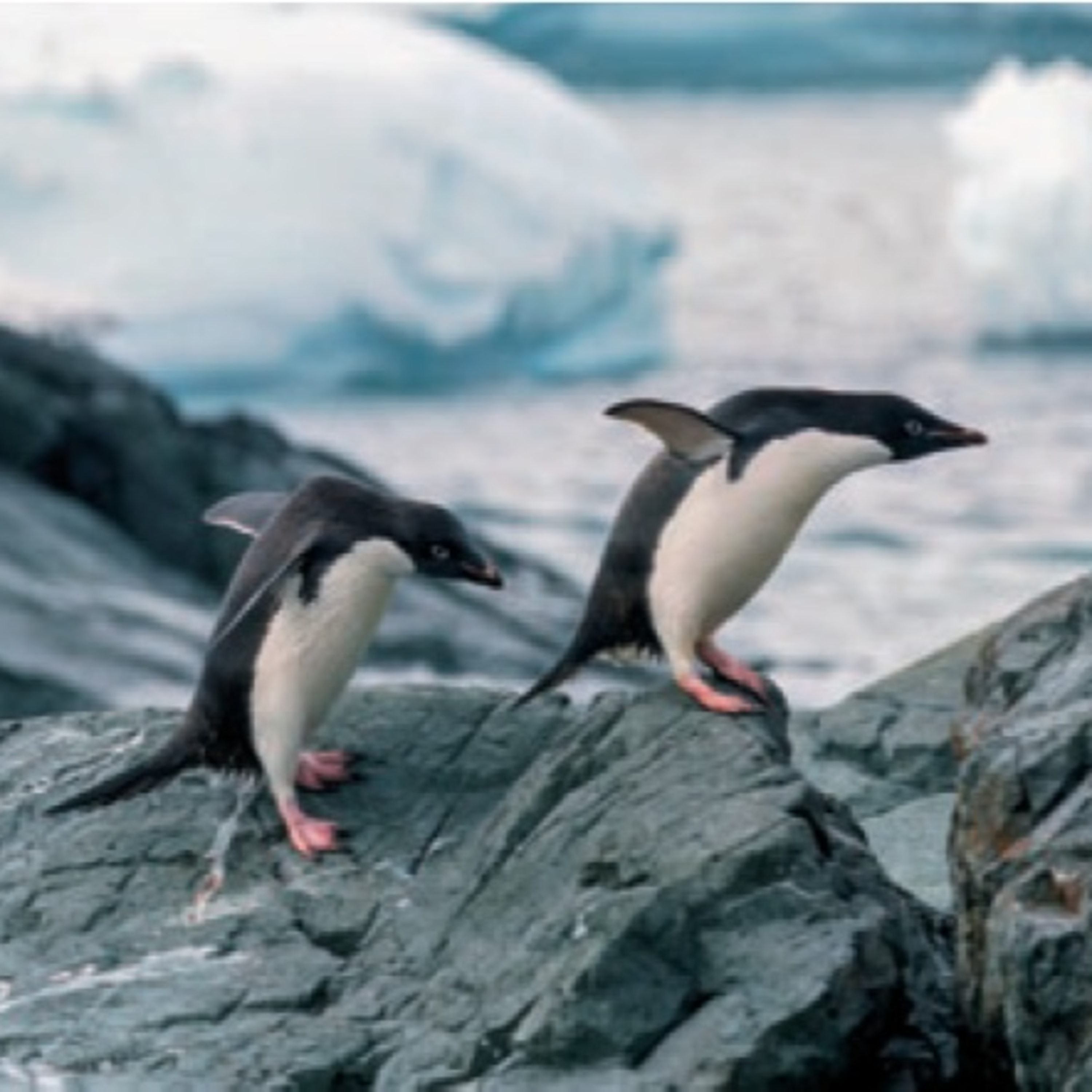 Antártica, Ártico e Mudanças Climáticas