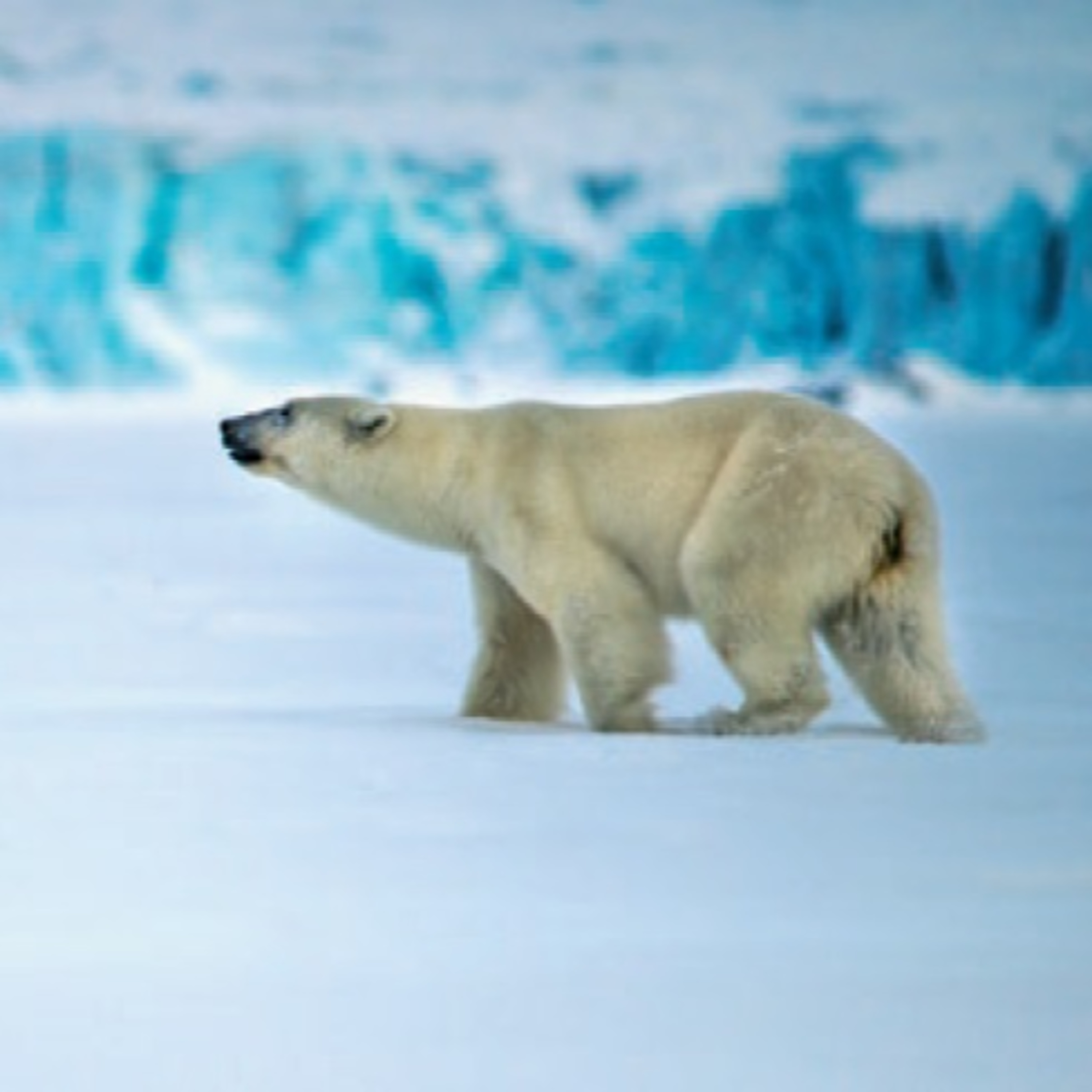 Antártica, Ártico e Mudanças Climáticas