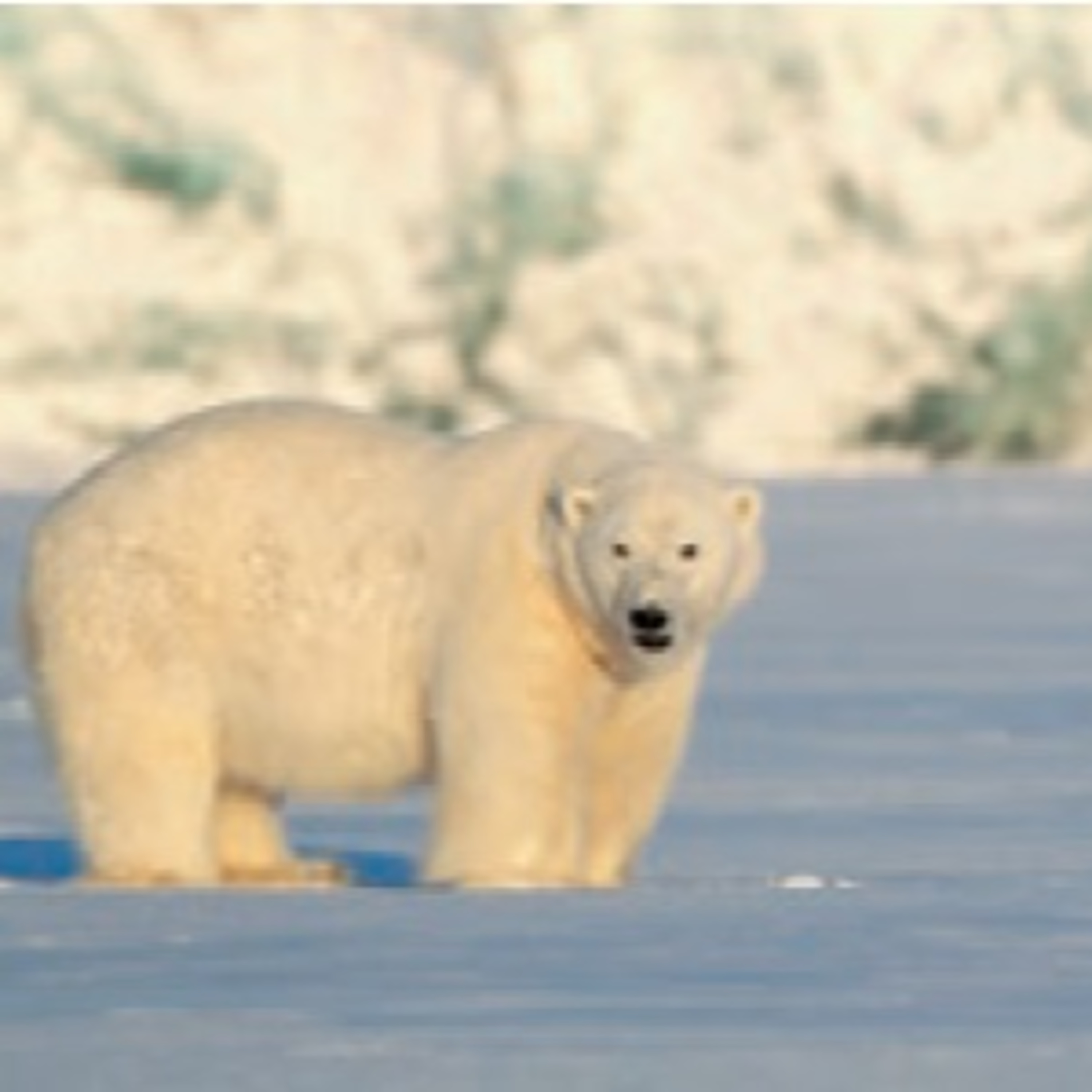 Antártica, Ártico e Mudanças Climáticas