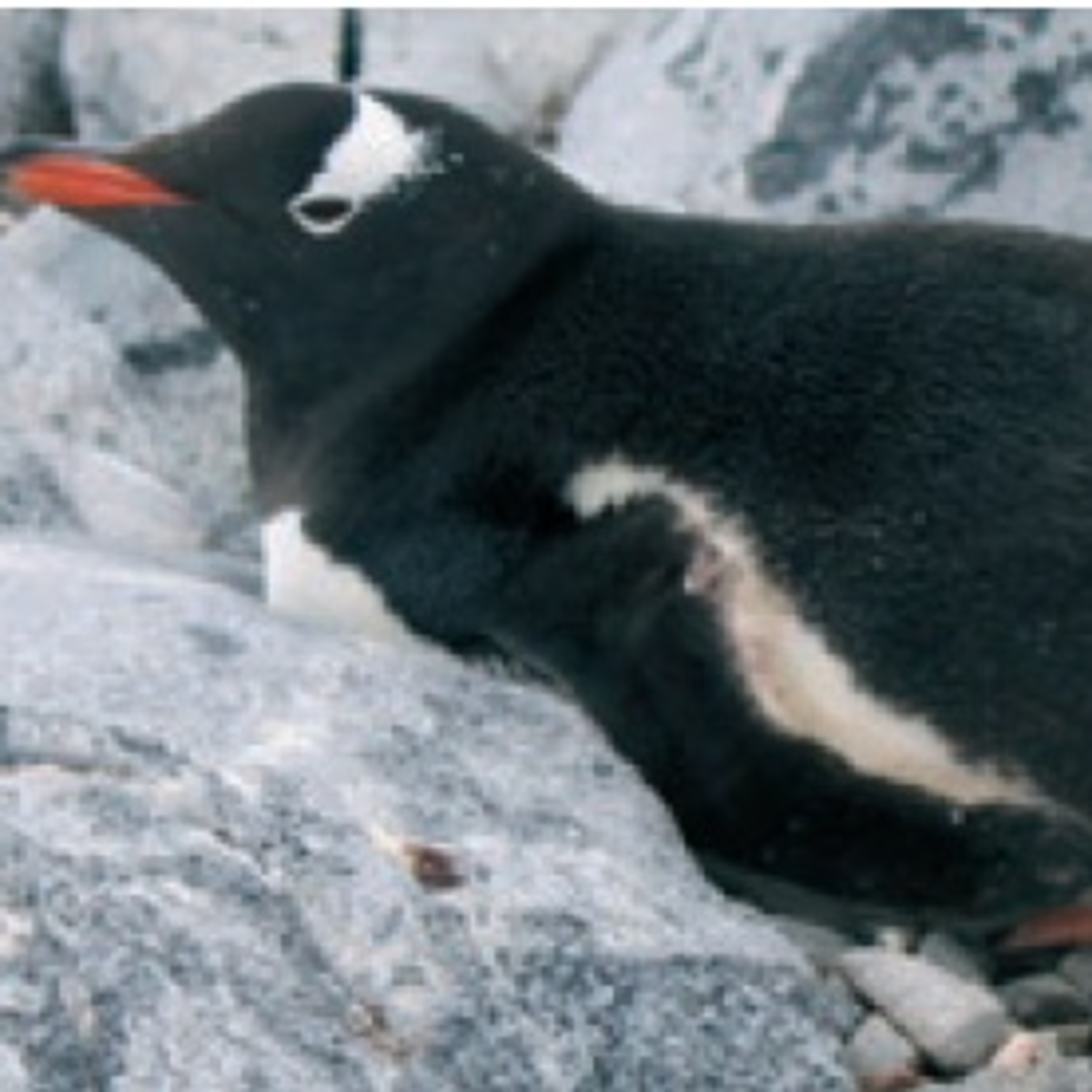 Antártica, Ártico e Mudanças Climáticas