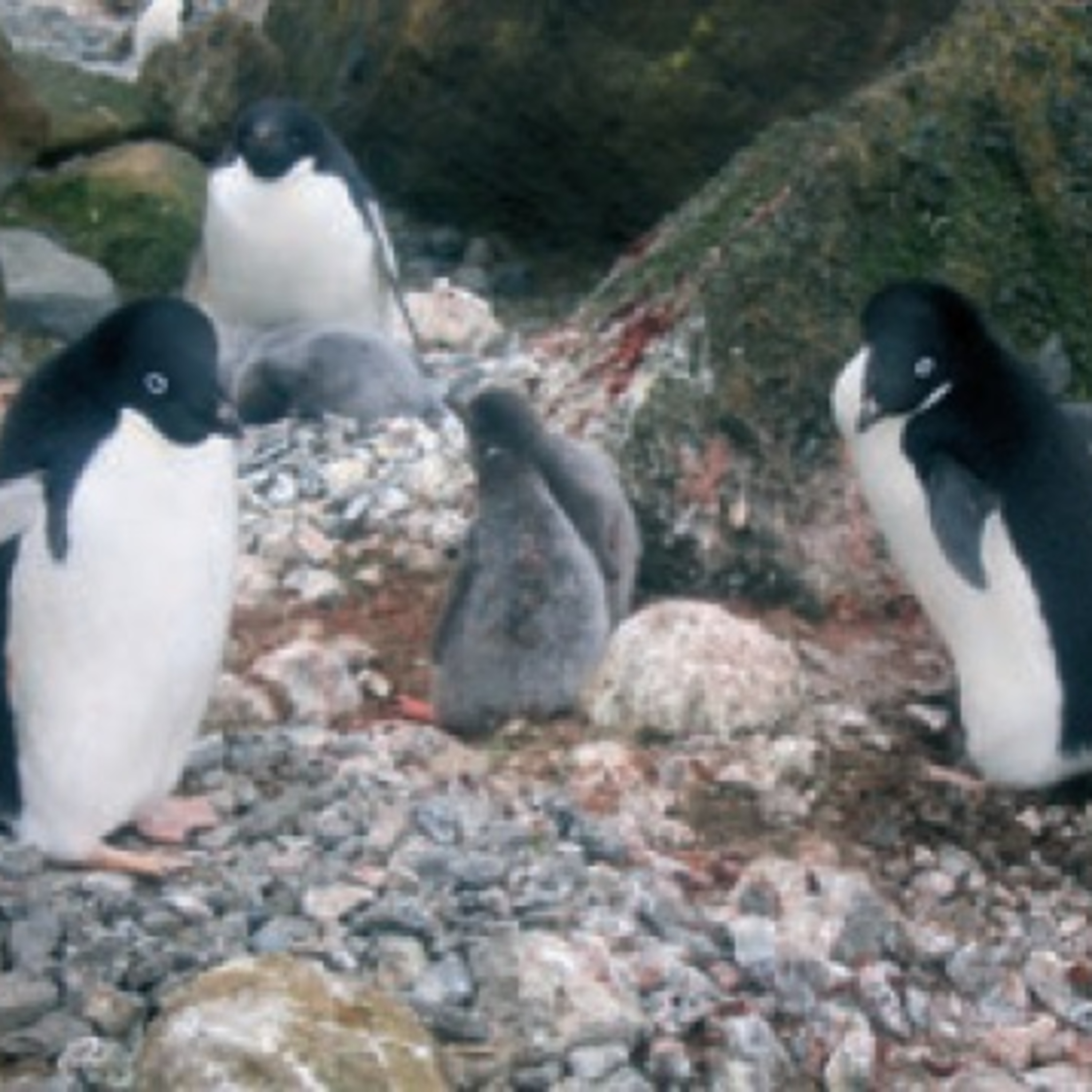 Antártica, Ártico e Mudanças Climáticas