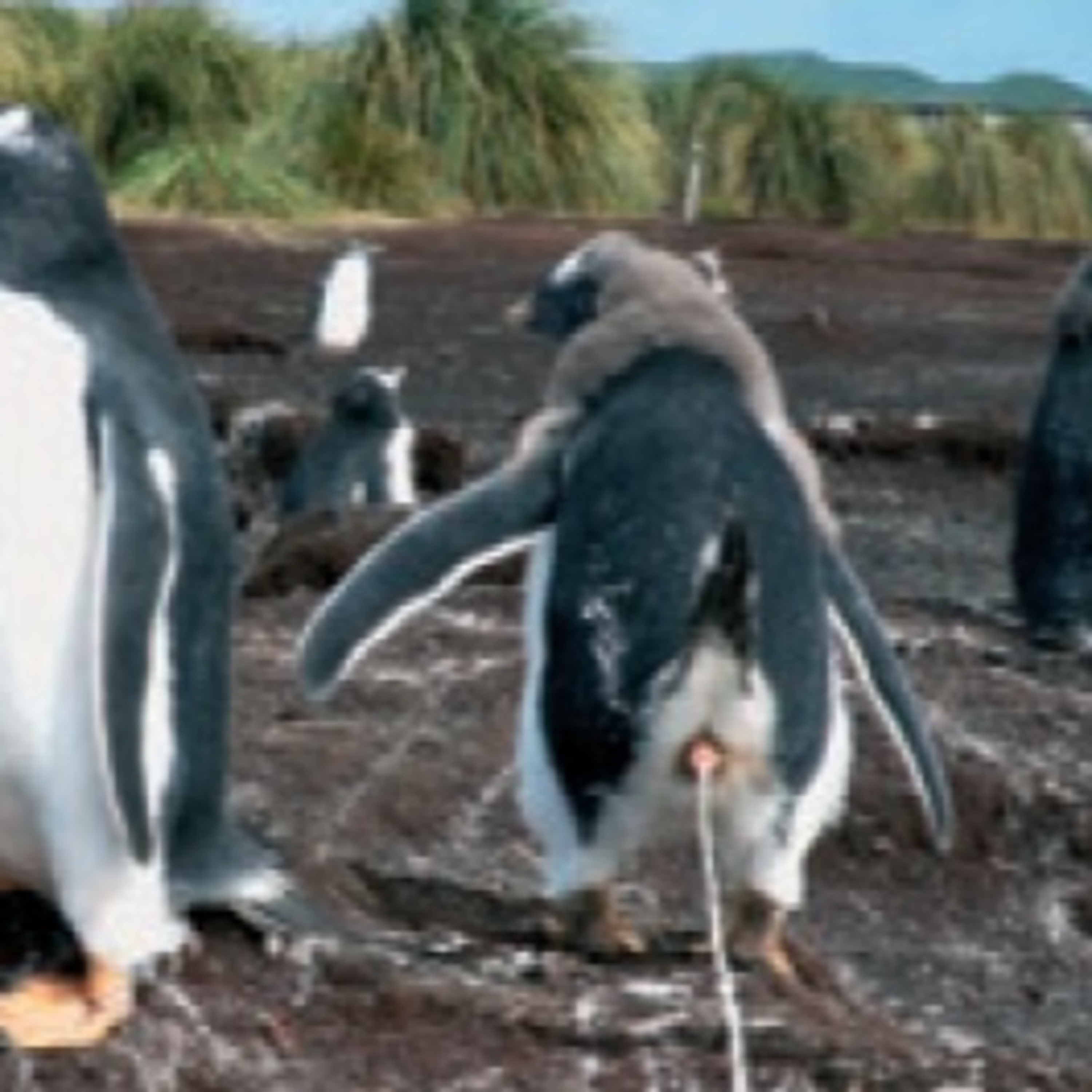 Antártica, Ártico e Mudanças Climáticas