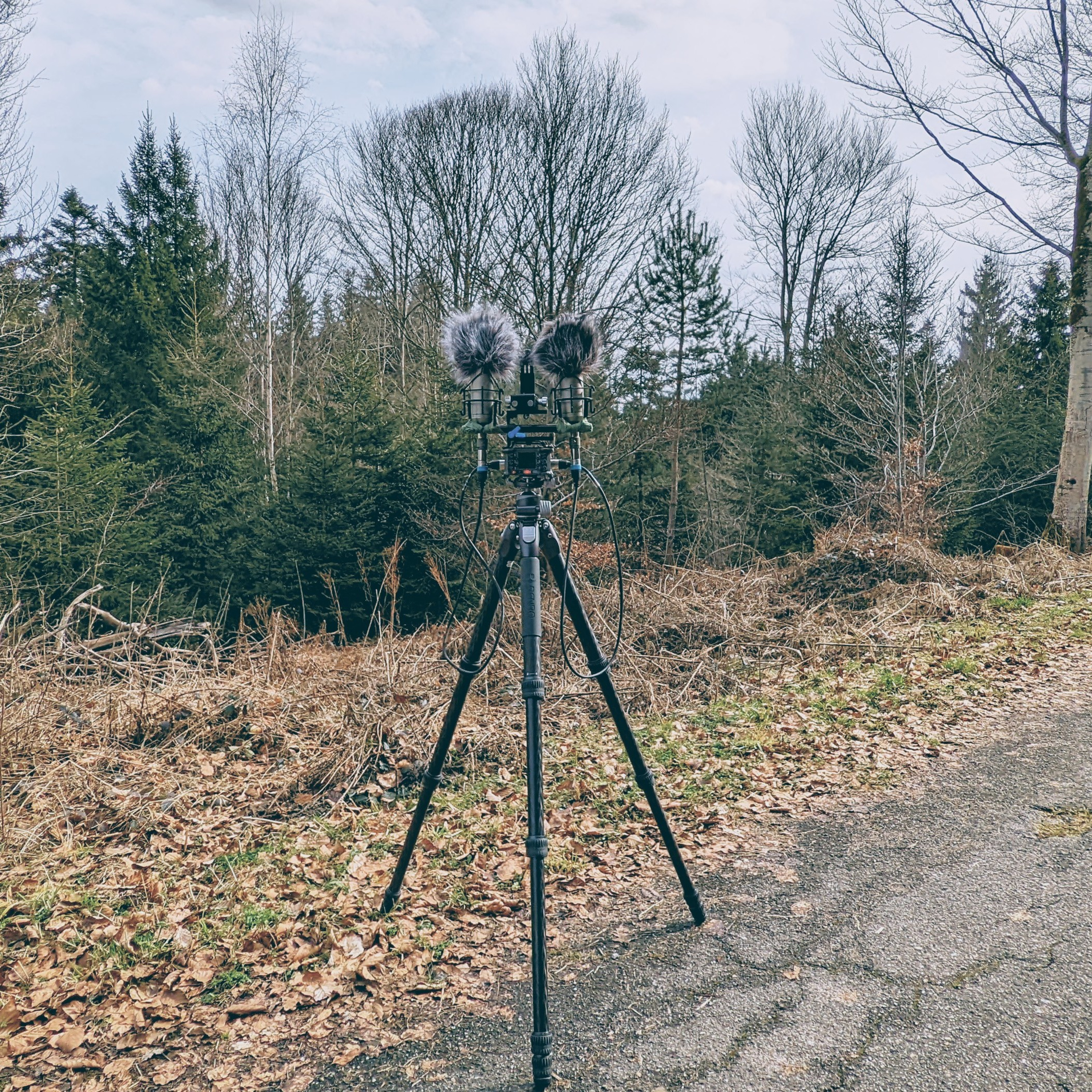 Black Forest soundscapes